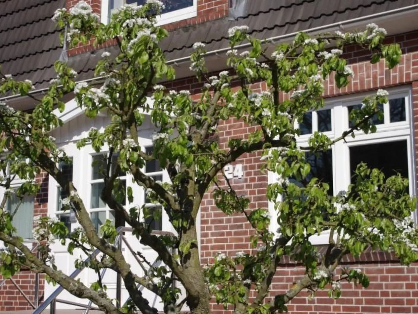 Gästehaus Kopp Wohnung Nr. 01 in Cuxhaven-Duhnen