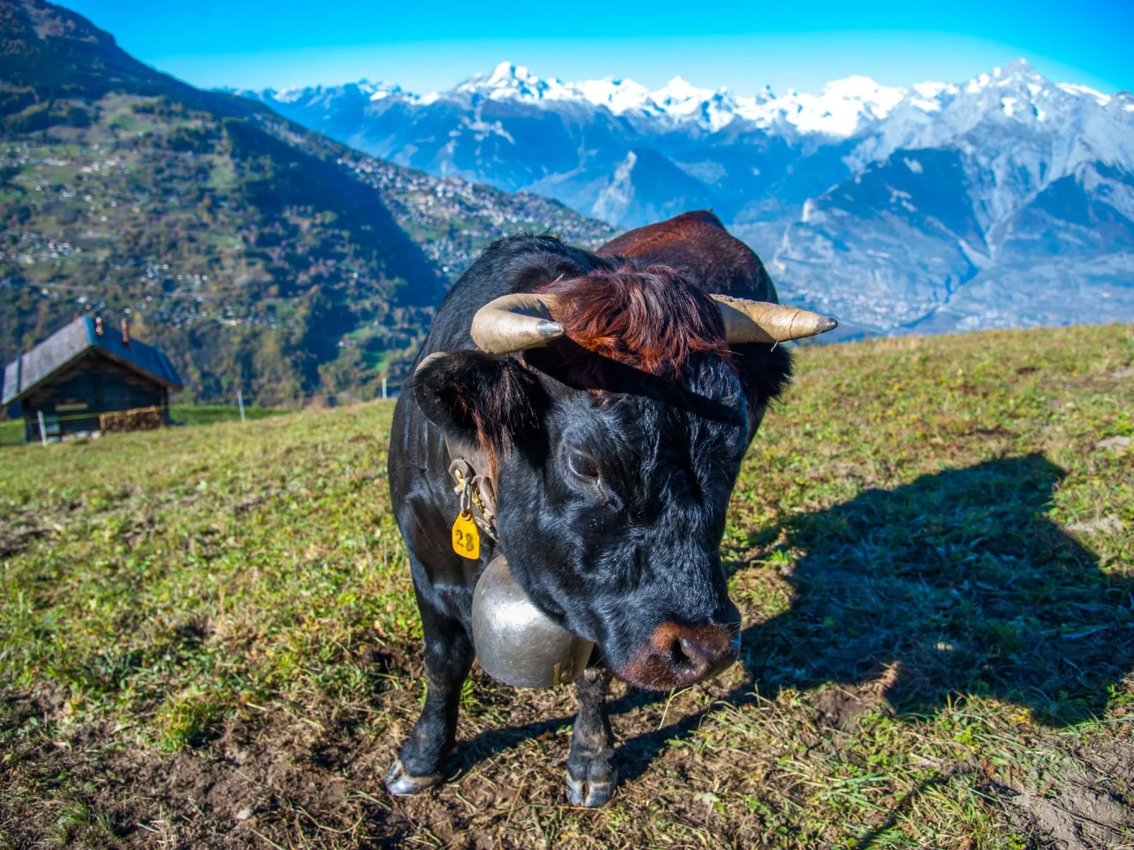 Alm Mayen im Wallis von 1904-Buiten