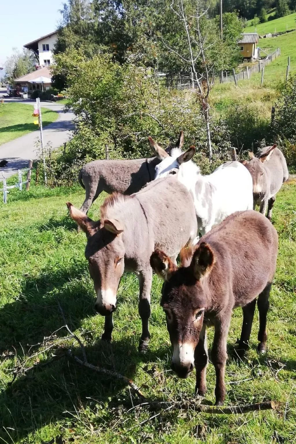 Haglere, Birkenhof (6-Bett)