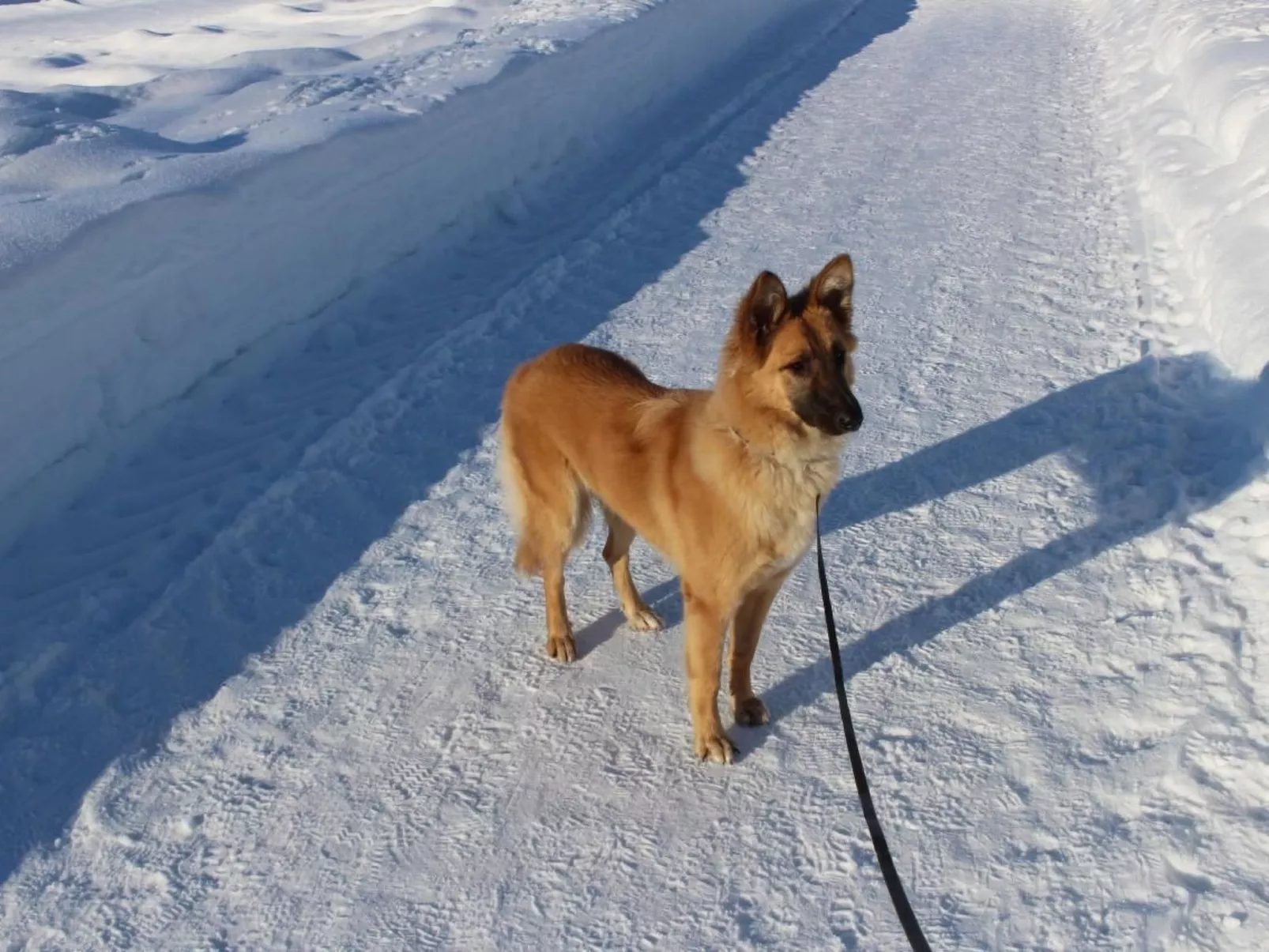 Alpkönigin - Buiten