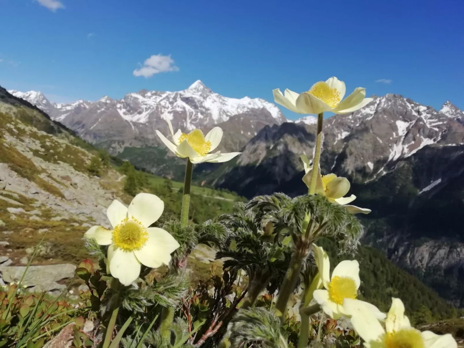 Helle, panoramische Wohnung in den Alpen.-Image-tags.info