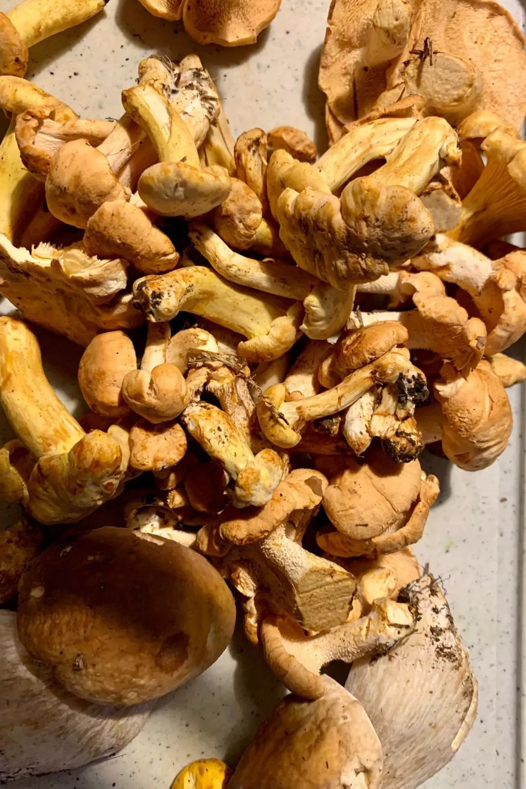 Rustico Sumprai-Image-tags.info