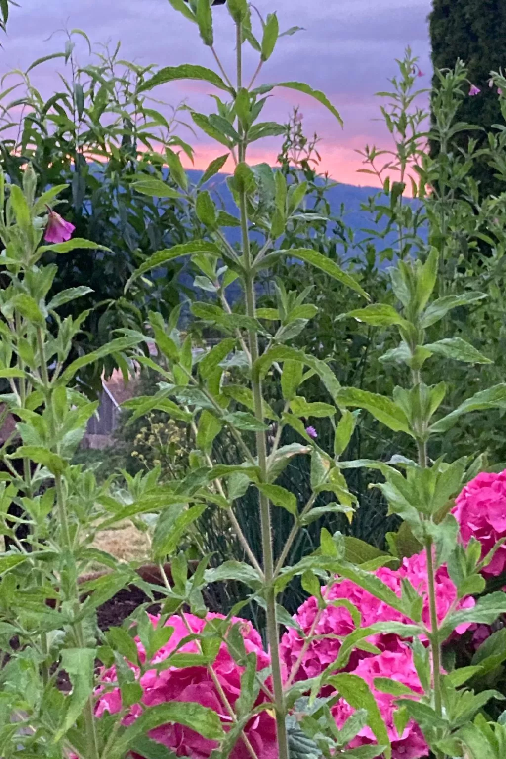 Gite des Cerisiers-Buiten