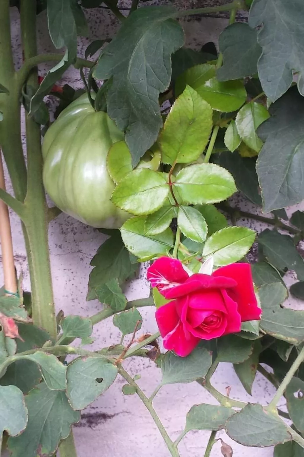 Haus San Cristoforo - Atelier