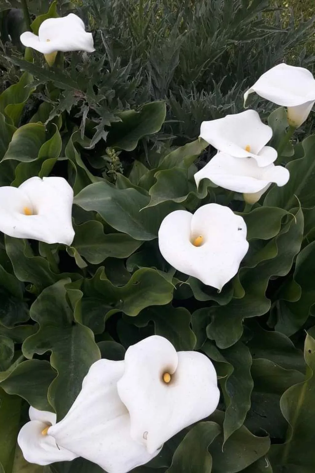 Gorgona Apt - Ihr Traum-1-BDR-Ferienhaus-Buiten