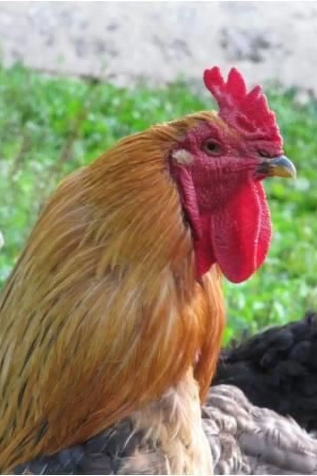 "L'Etable d'Emile" (Stall von Emile)