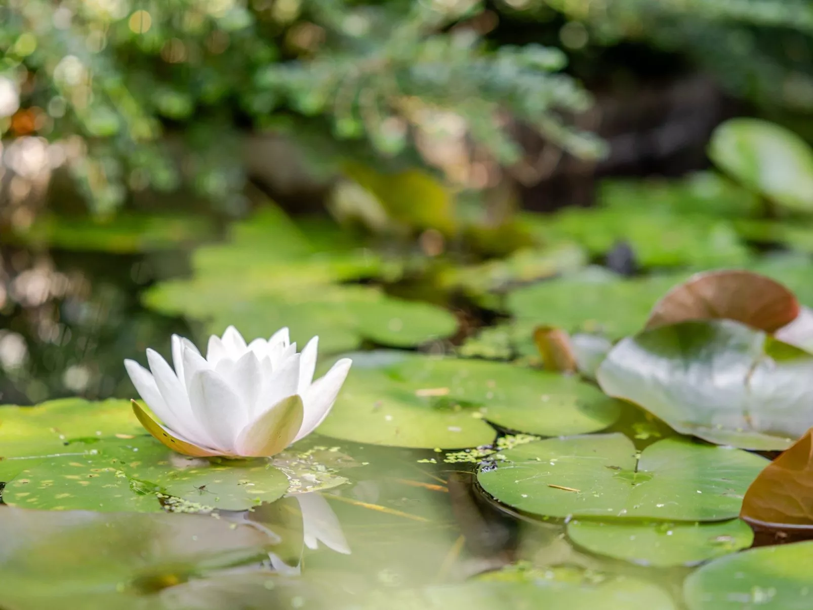 Loge aux Loups, Innenpool, Sauna, nahe am See-Buiten