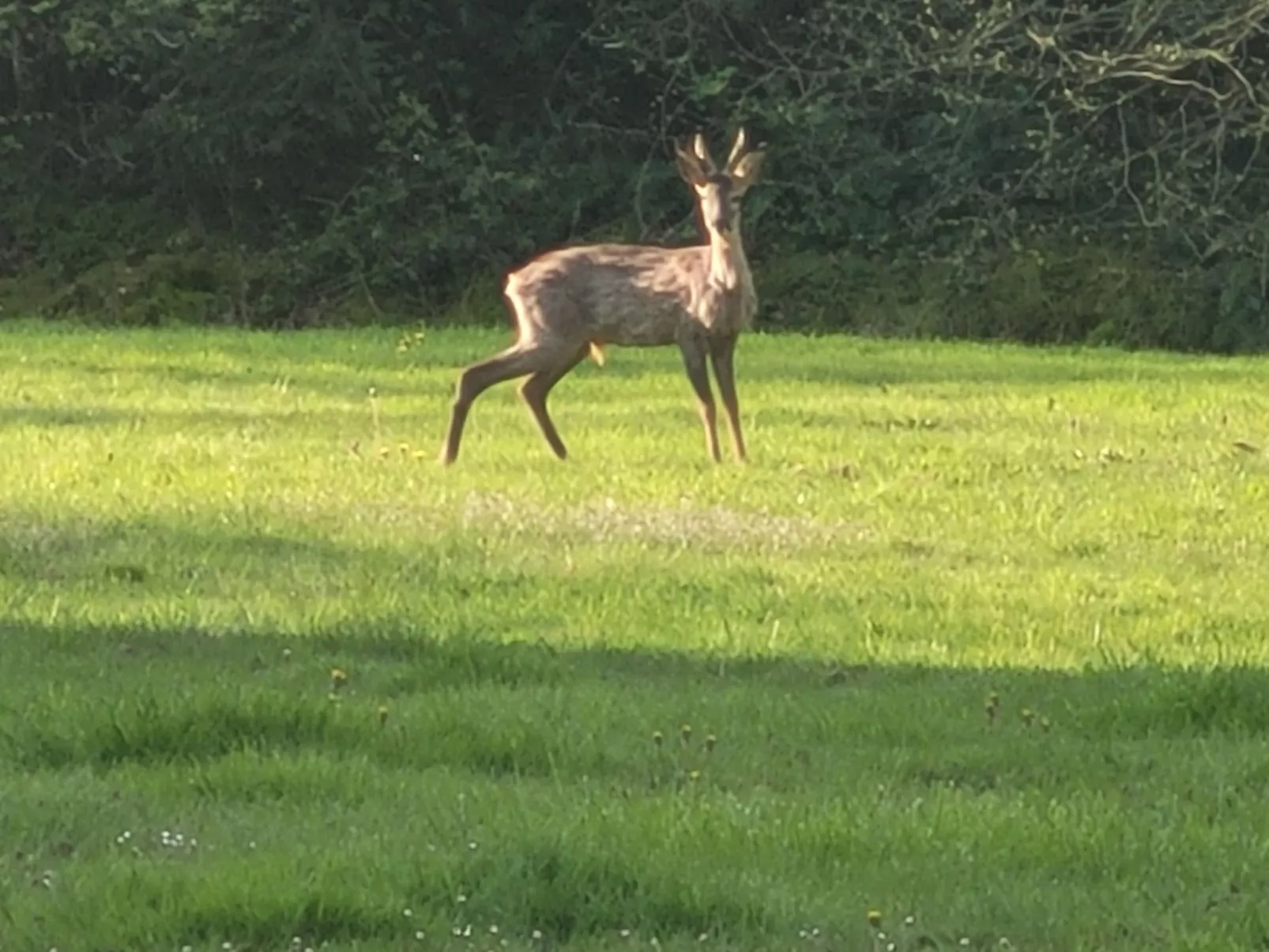 Renoviertes Ferienhaus in der Nähe von Cabourg-Deauville-Lisieux-Buiten