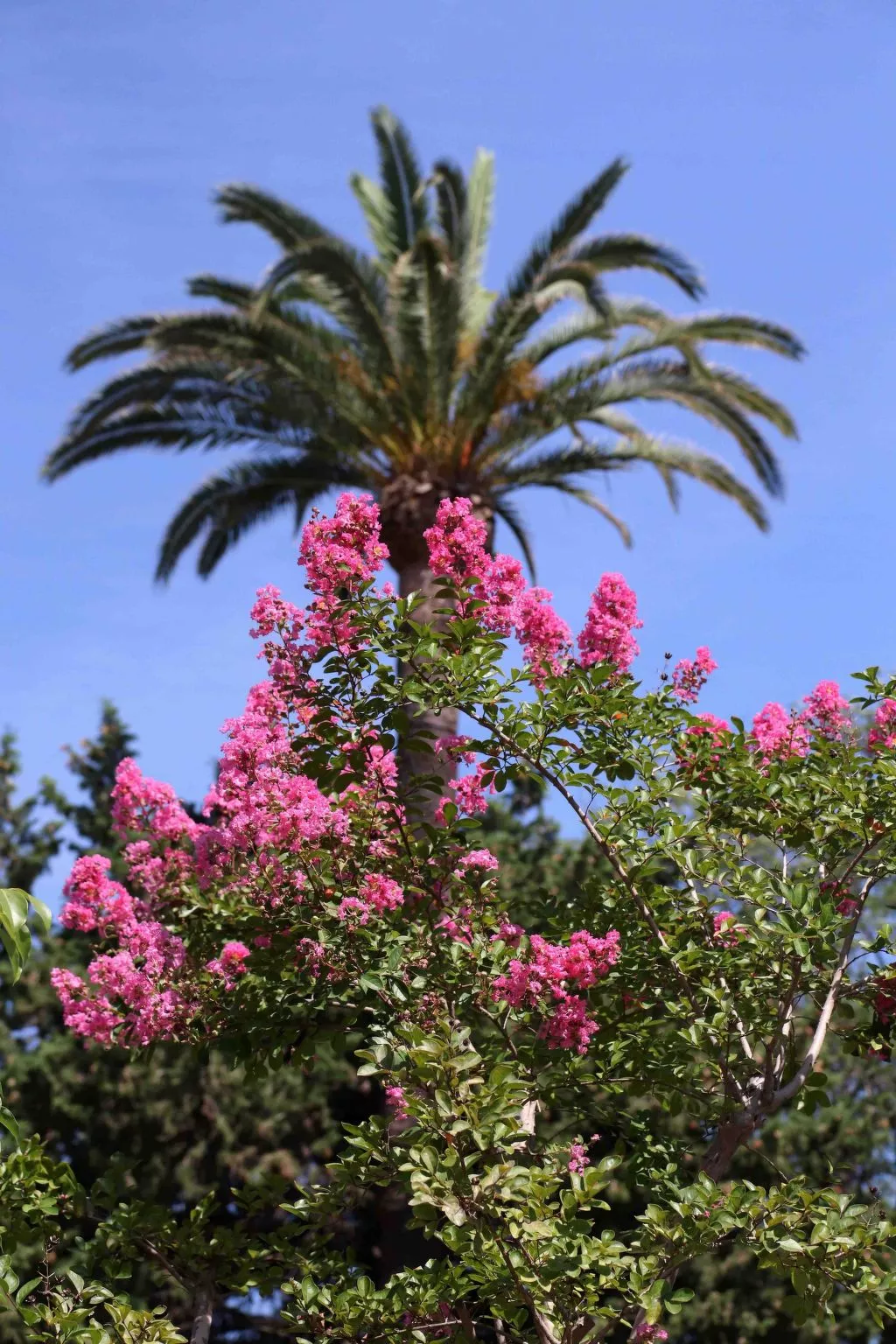 Appartement mit Infinity-Pool-Buiten