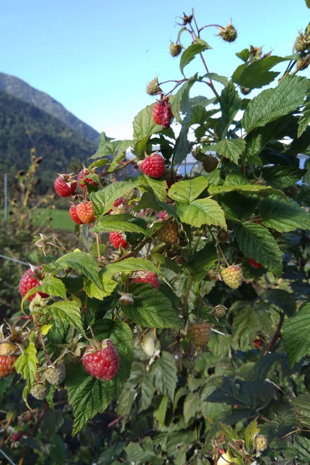 Mit Terrasse auf einem Bauernhof-Image-tags.info