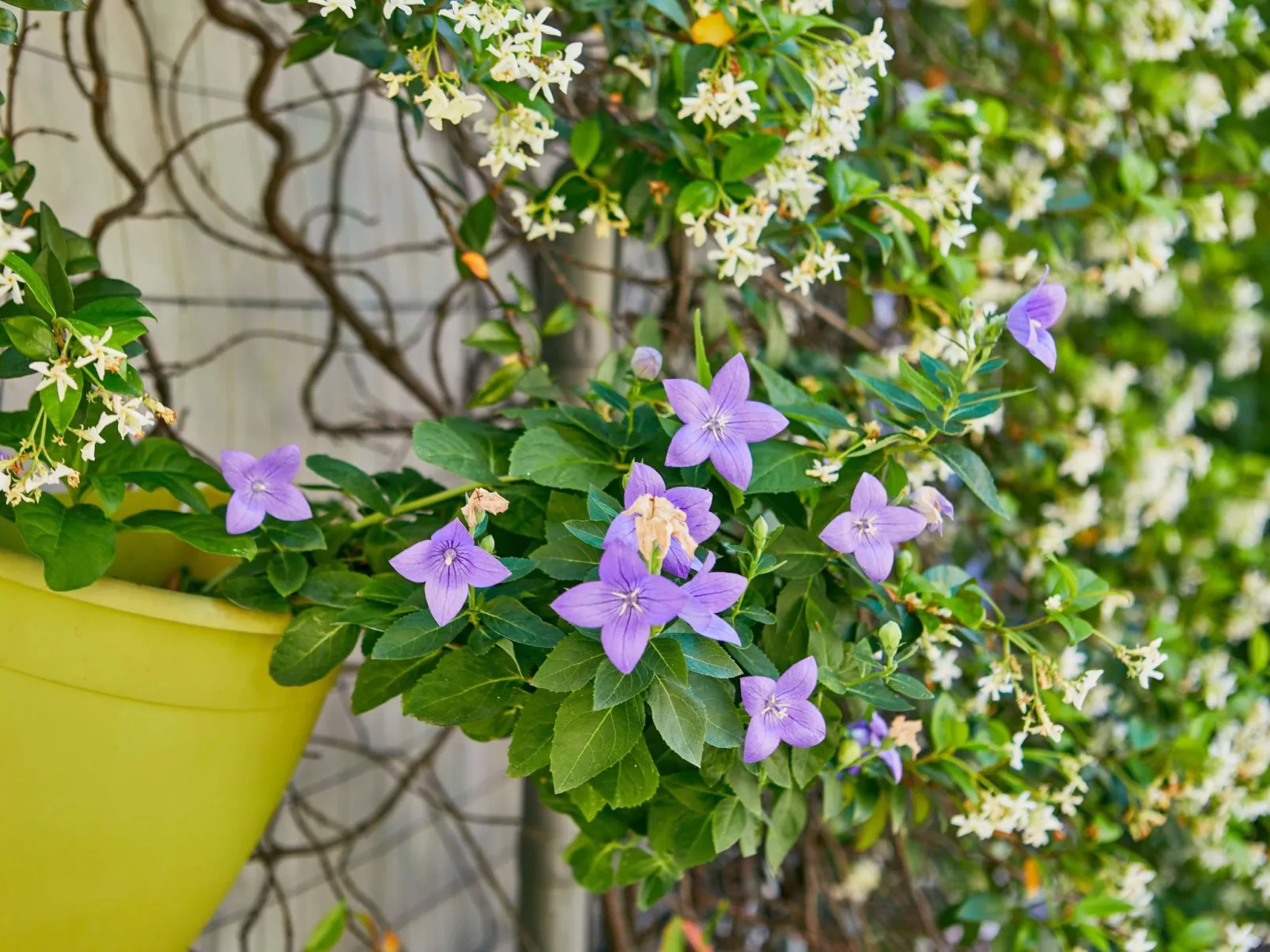 Freistehende Villa mit großem Innenhof BV7