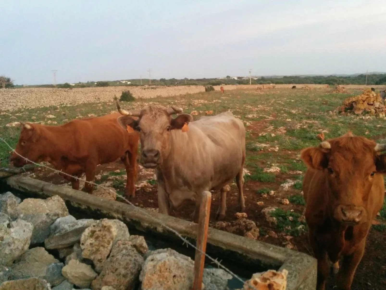 Gemütliches Ferienhaus in Alaior mit Privatem Pool