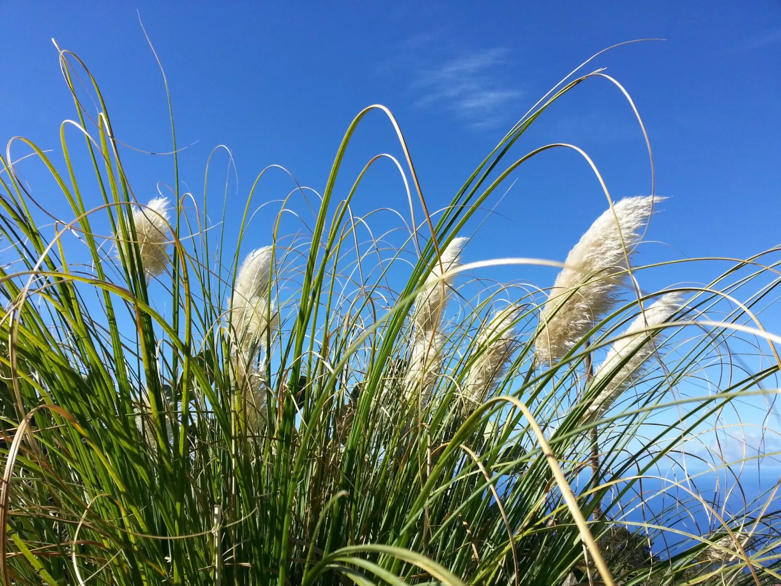 Ruhige Finca Topo del Drago mit Meerblick
