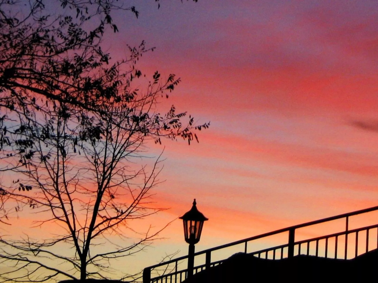 Rose in Cagli-Image-tags.info