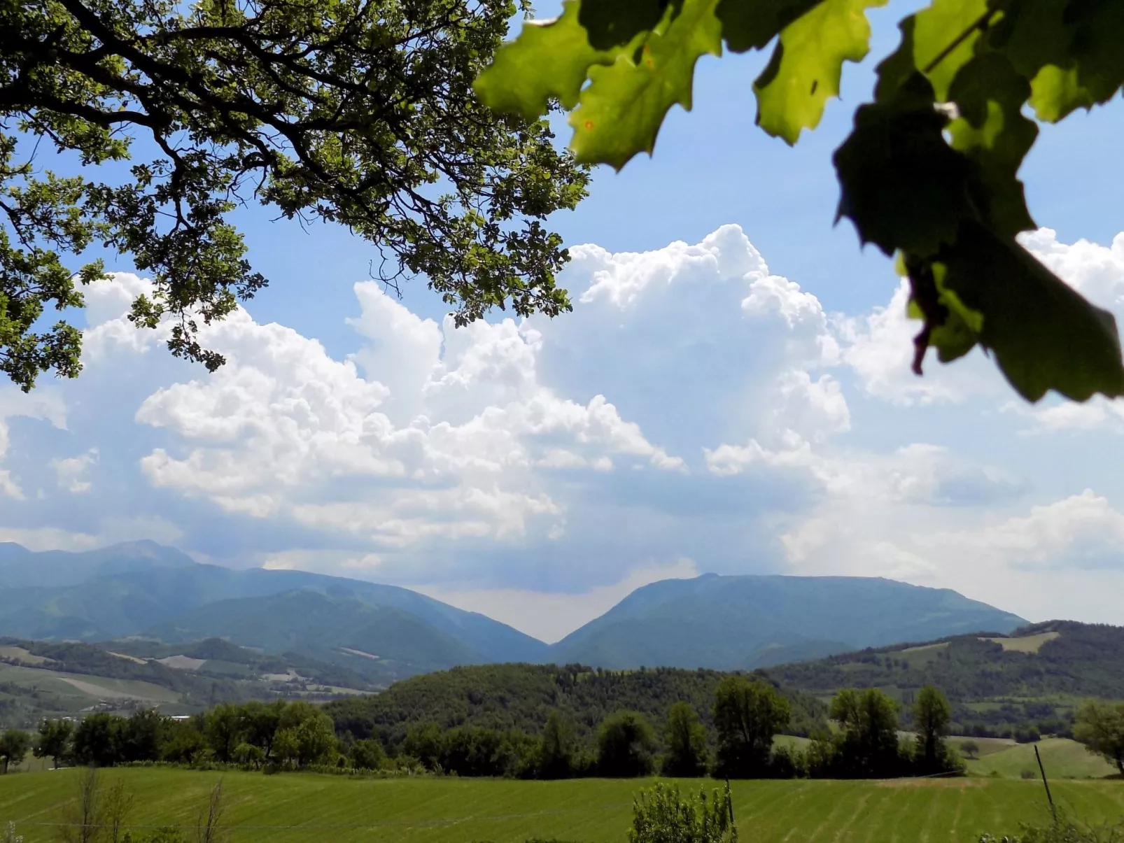 Flacher Flieder-Image-tags.info