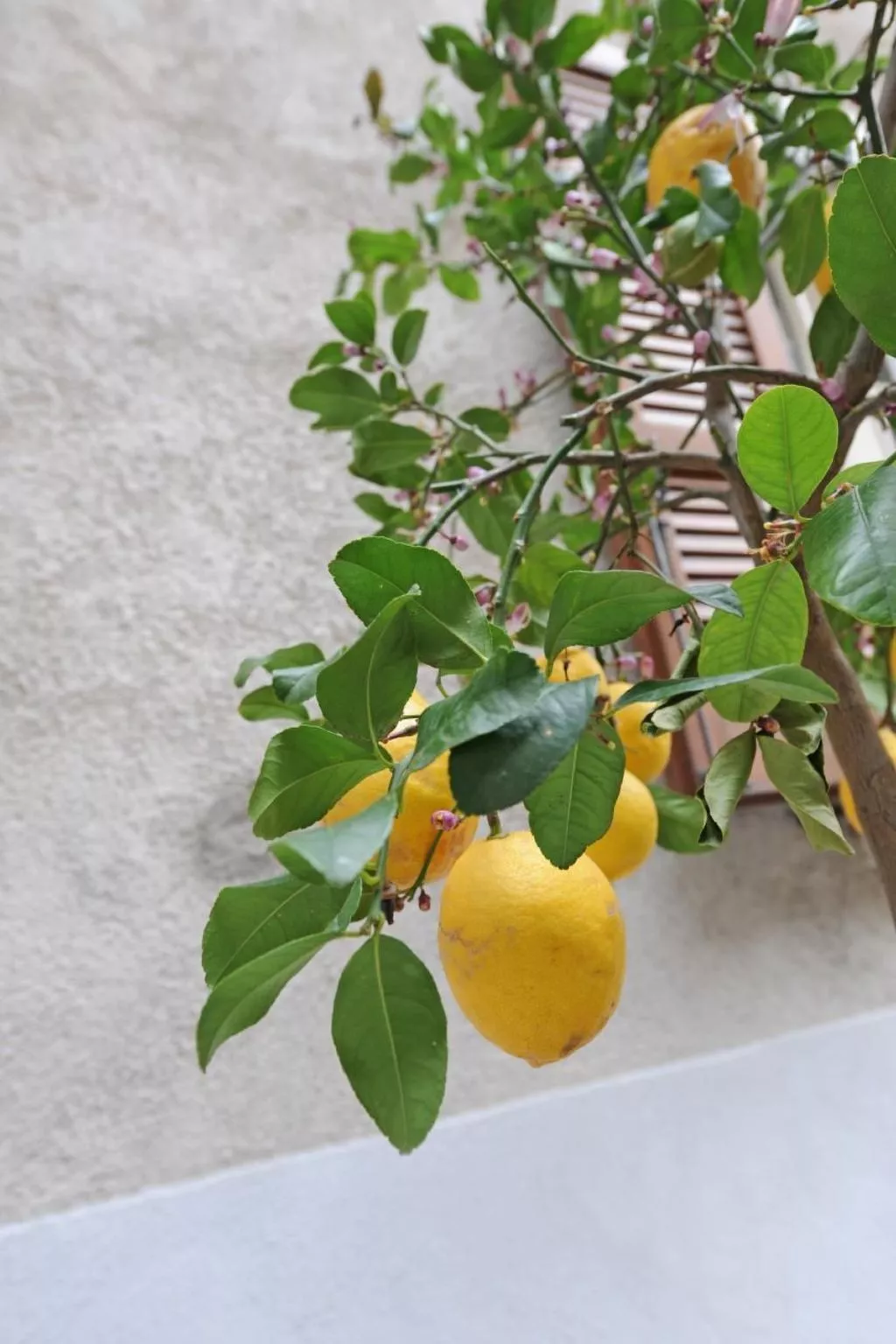 Wohnung 'Bella Vacanza 1 - Buiten