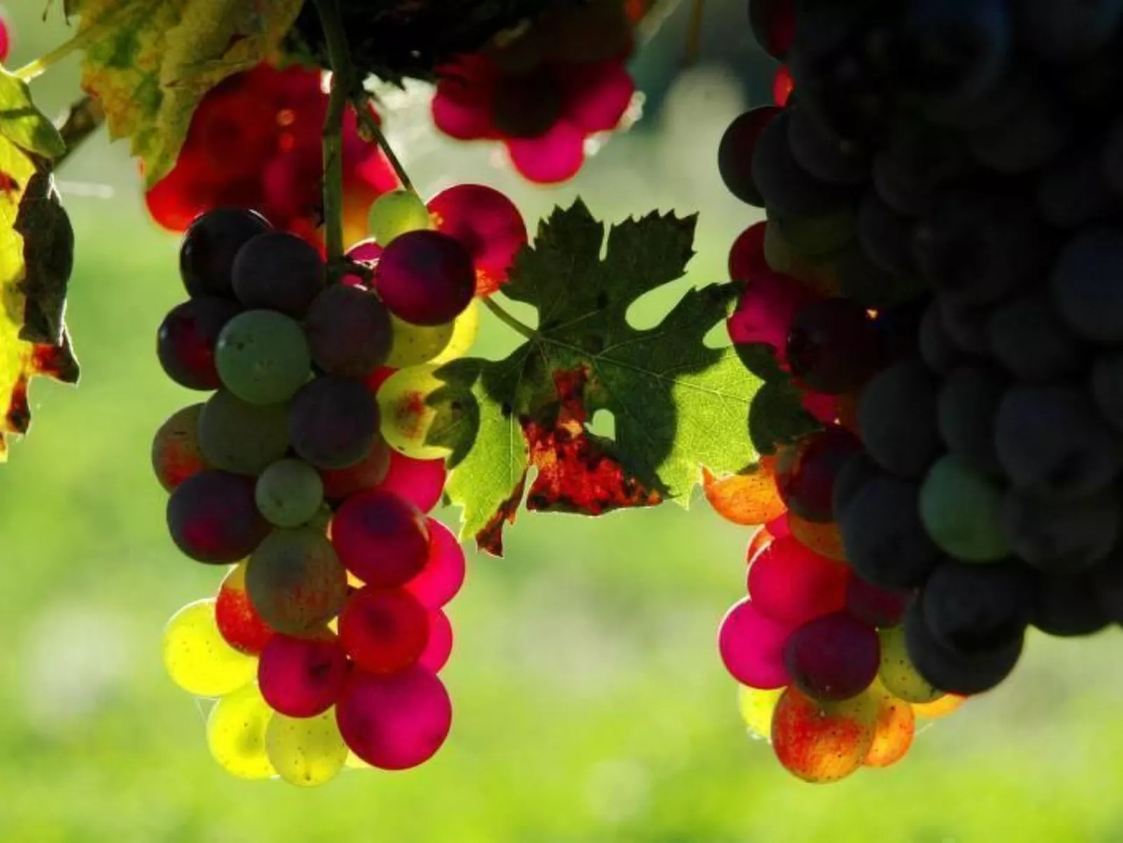 Apartment Rosa Canina (Wilde Rose)-Buiten