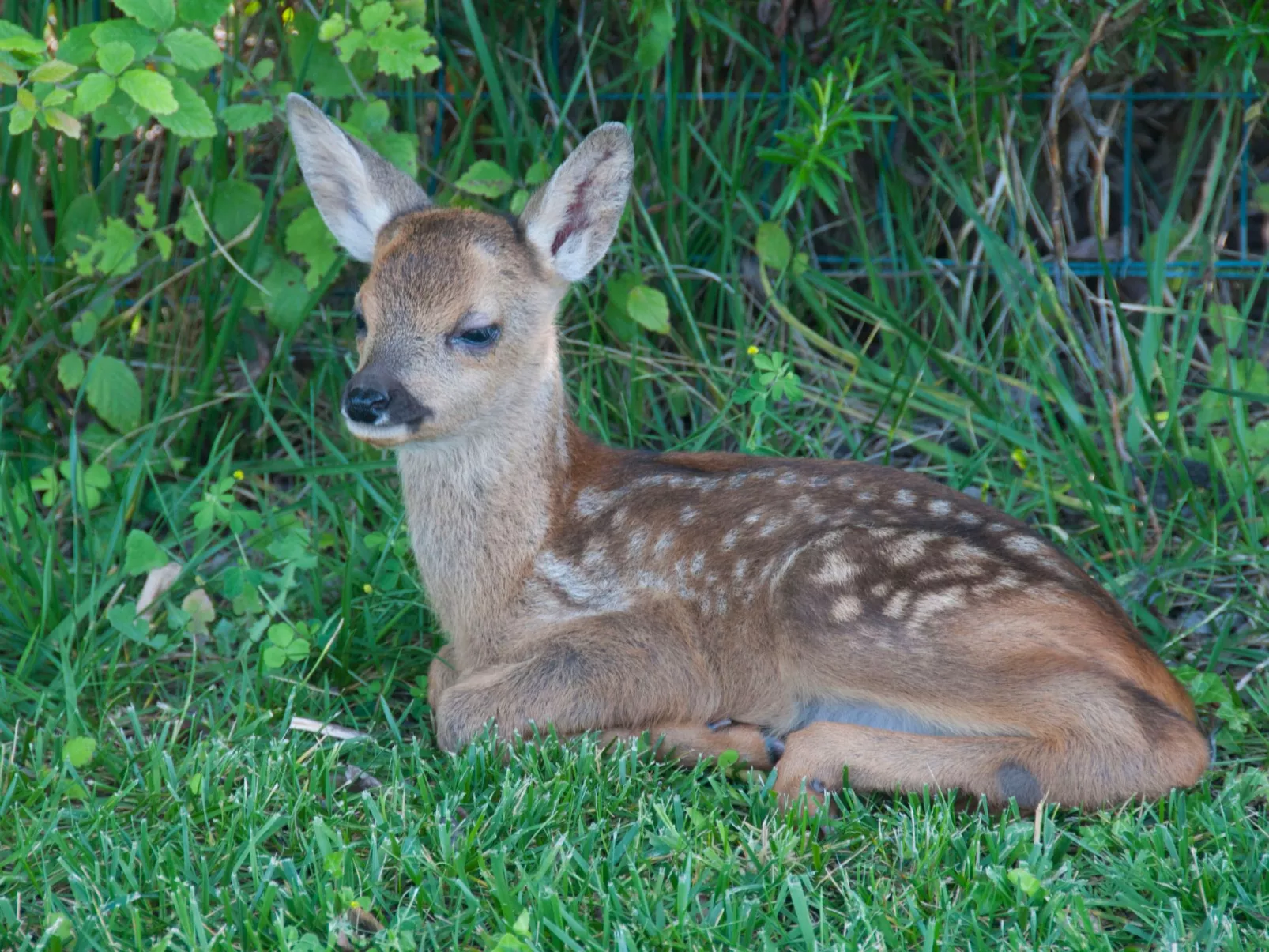 Wohnung in Figline Valdarno mit Gemeinschaftspool-Image-tags.info