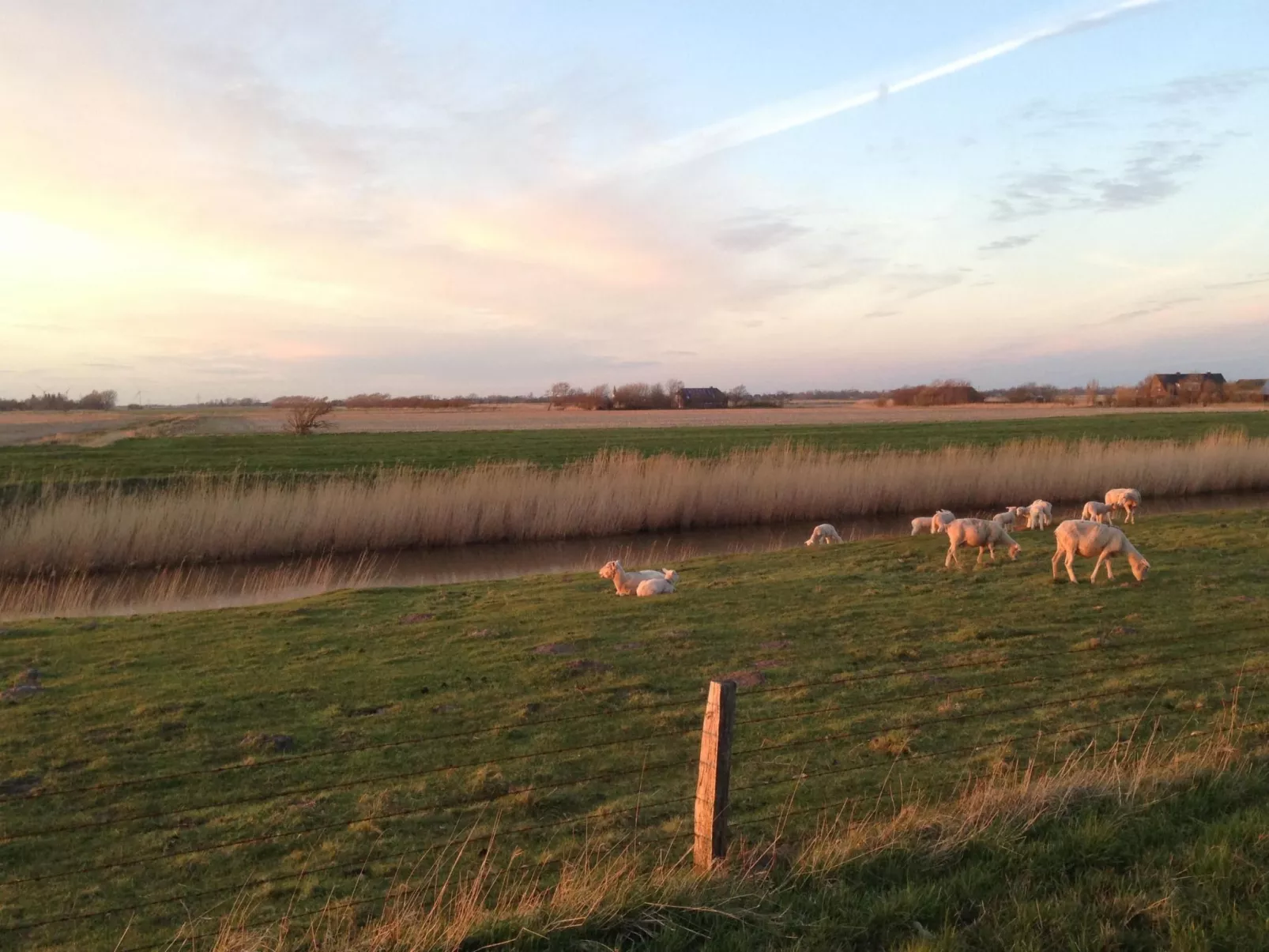 Reetdachhaus inmitten von Wiesen und Feldern