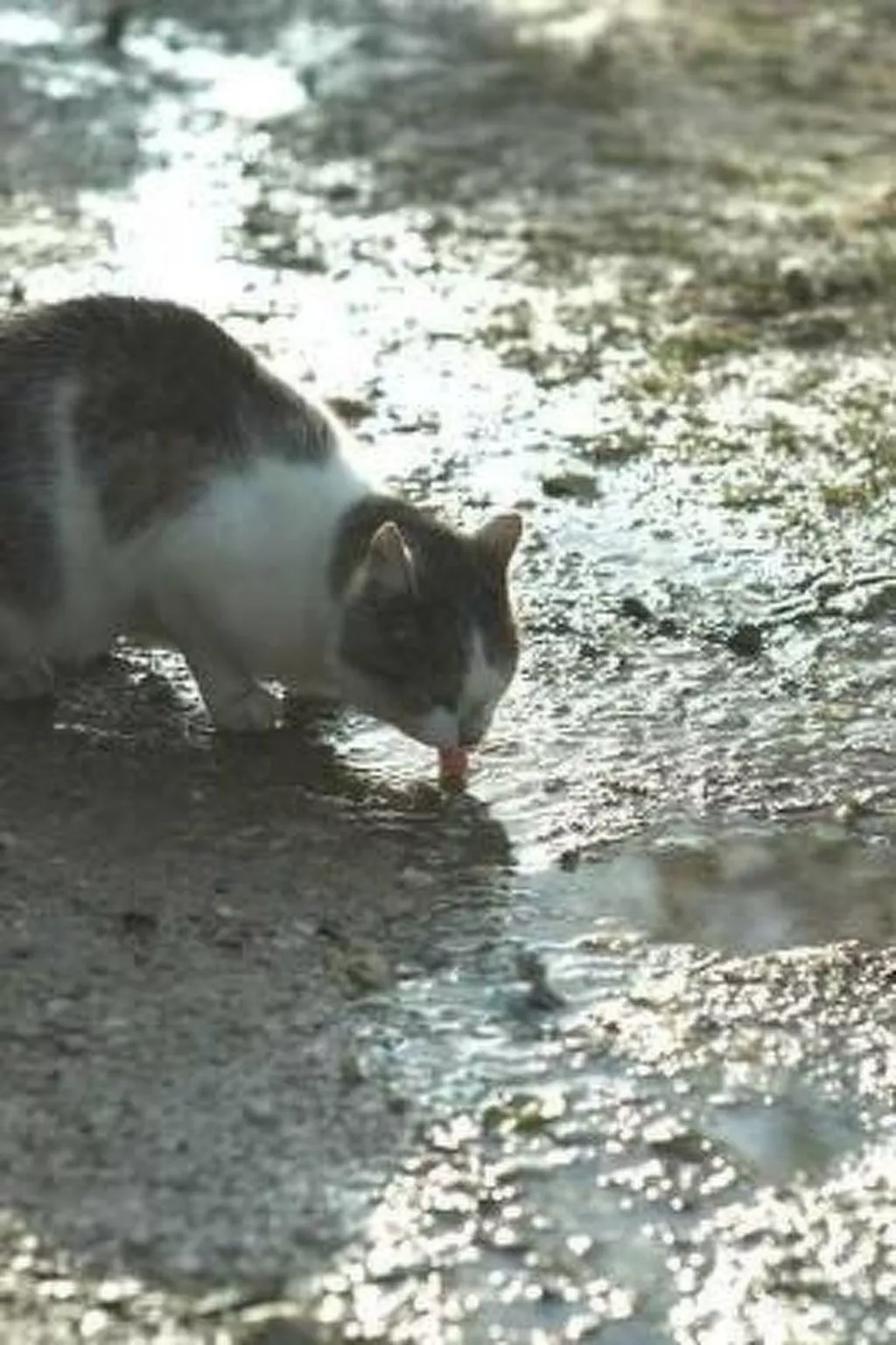 Blockhaus in Gajówka mit Kaminofen