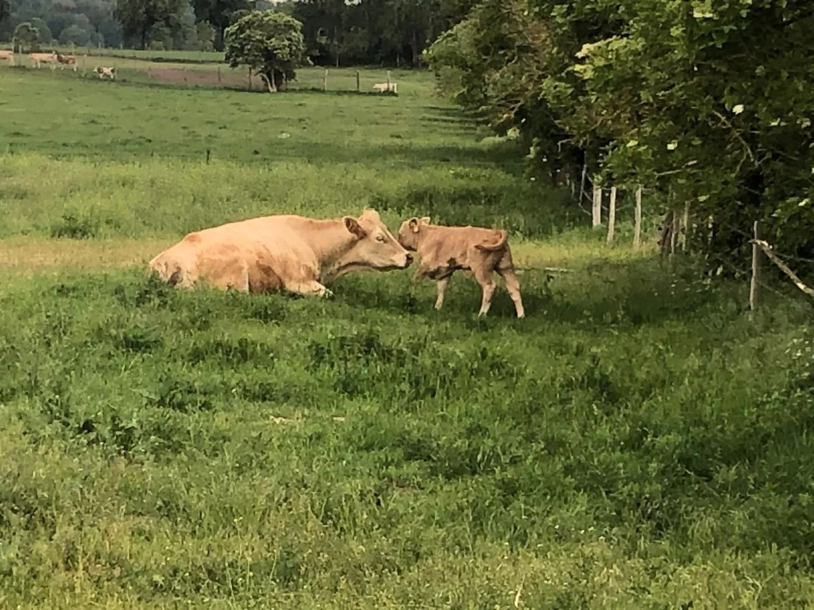 Mit Sauna und Kaminofen