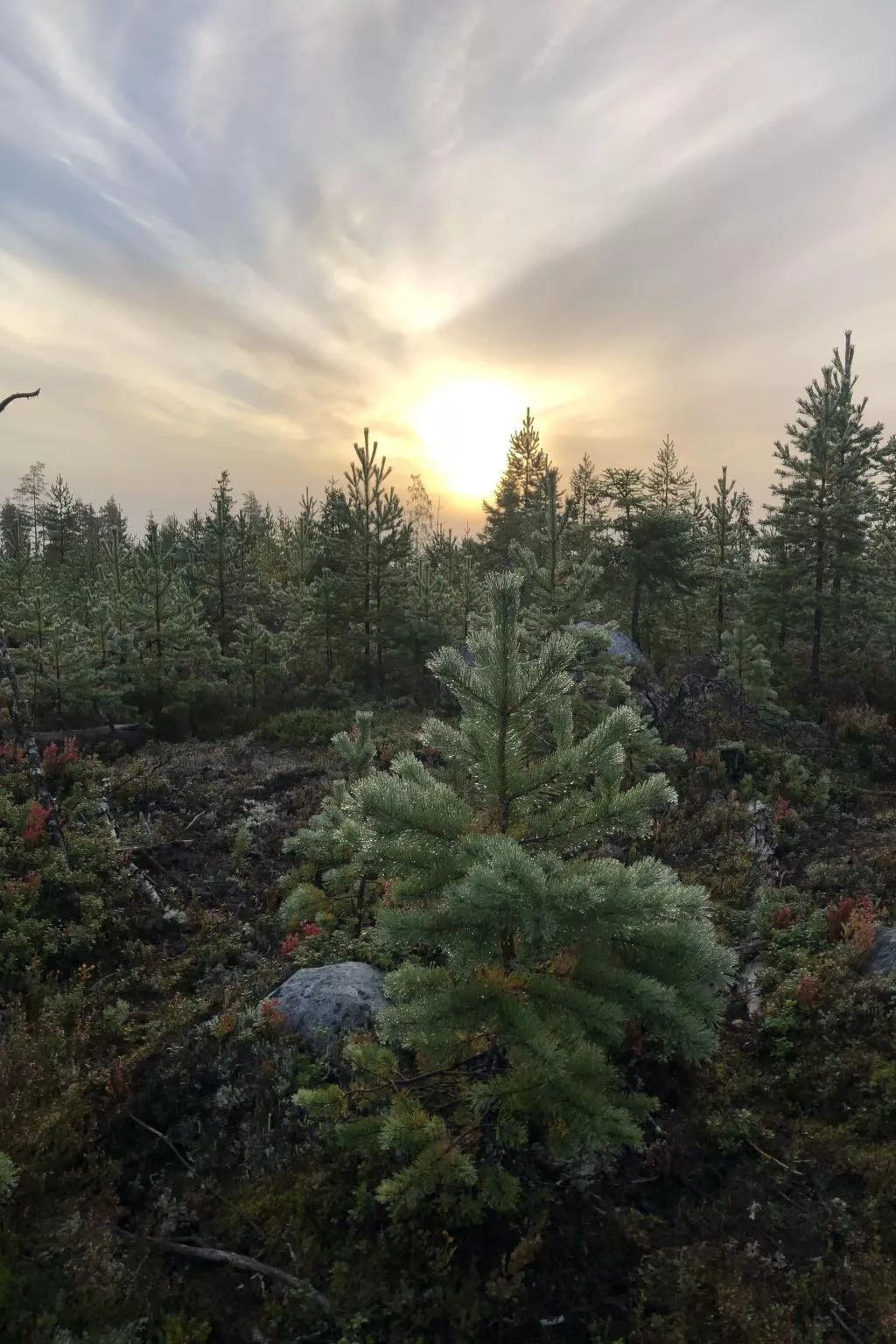 Solbacken Cottage-Buiten