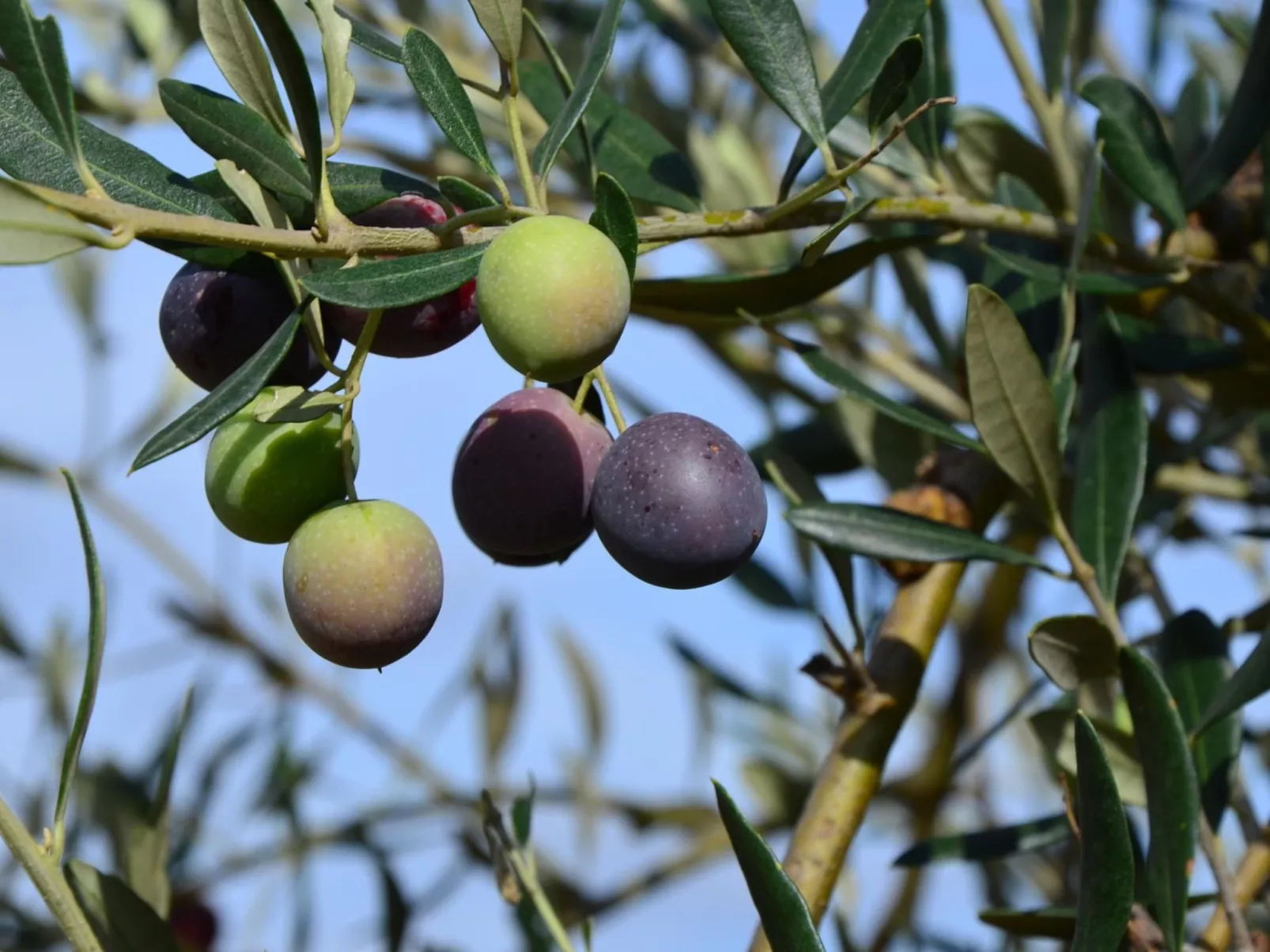 Jaclina-Image-tags.info