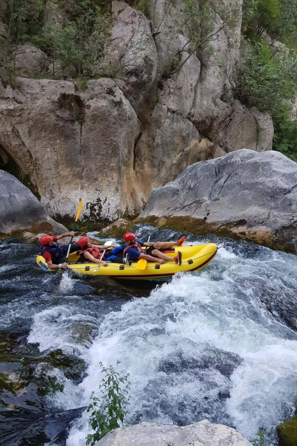 La Finca OliveTree-Image-tags.info