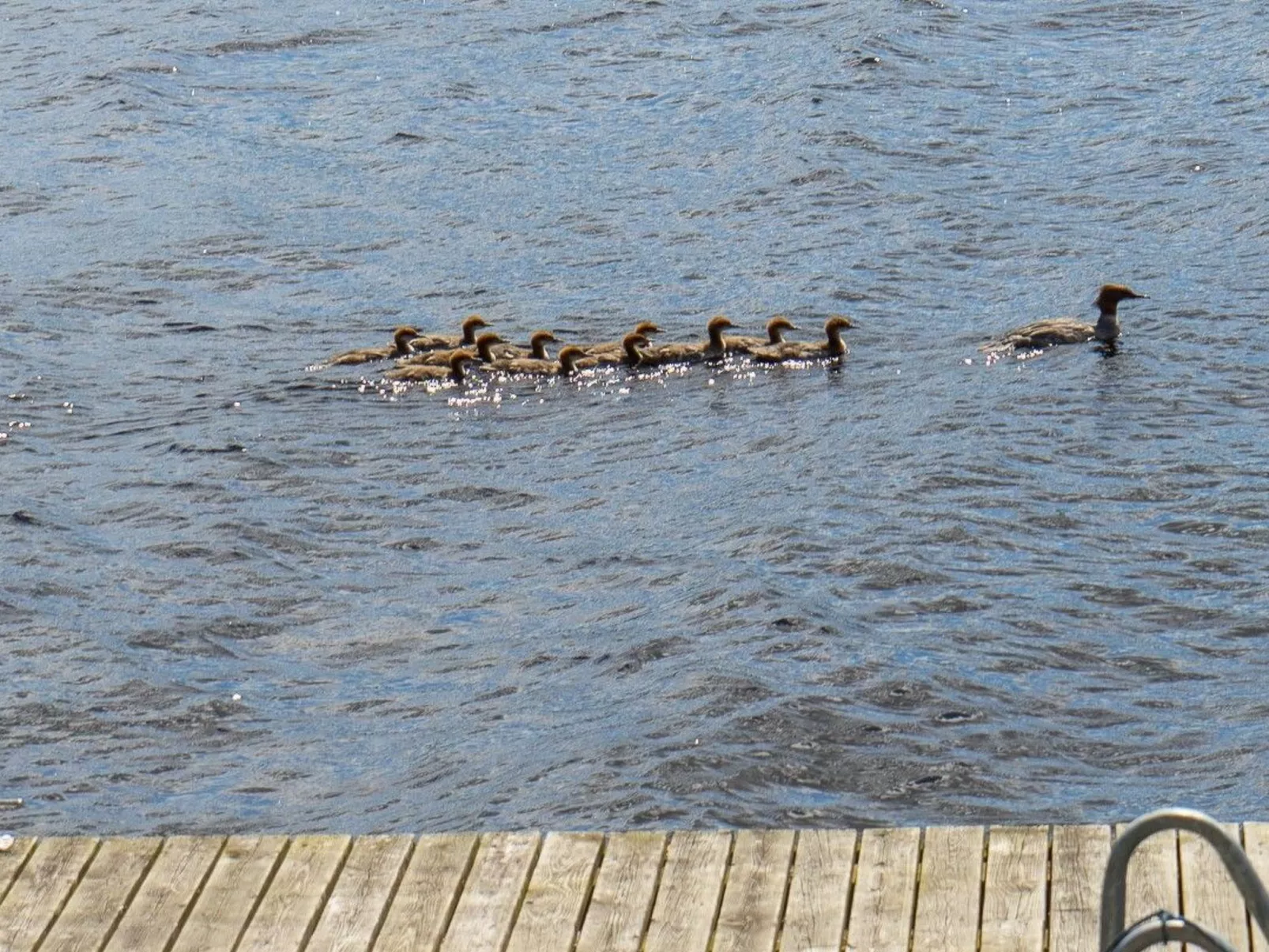 "Évika 1" mit Sauna-Buiten