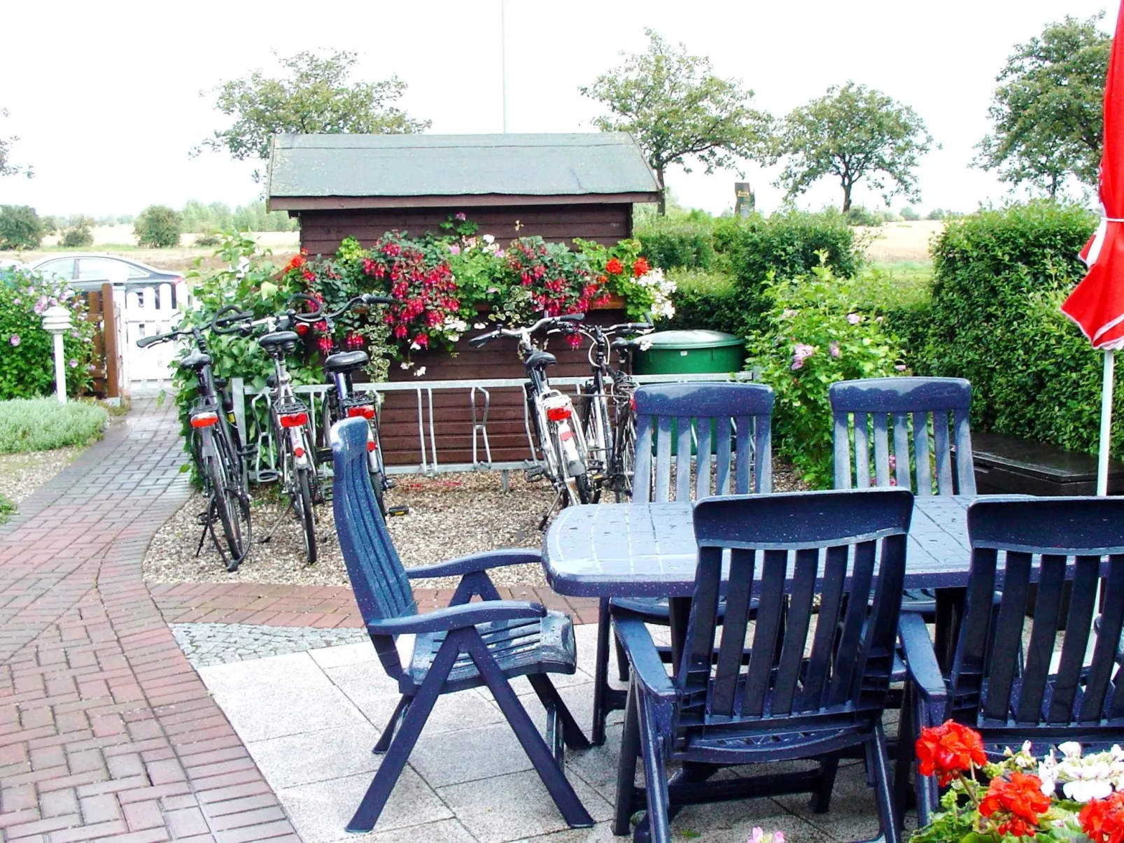 Heringsmöwe in Neue Tiefe