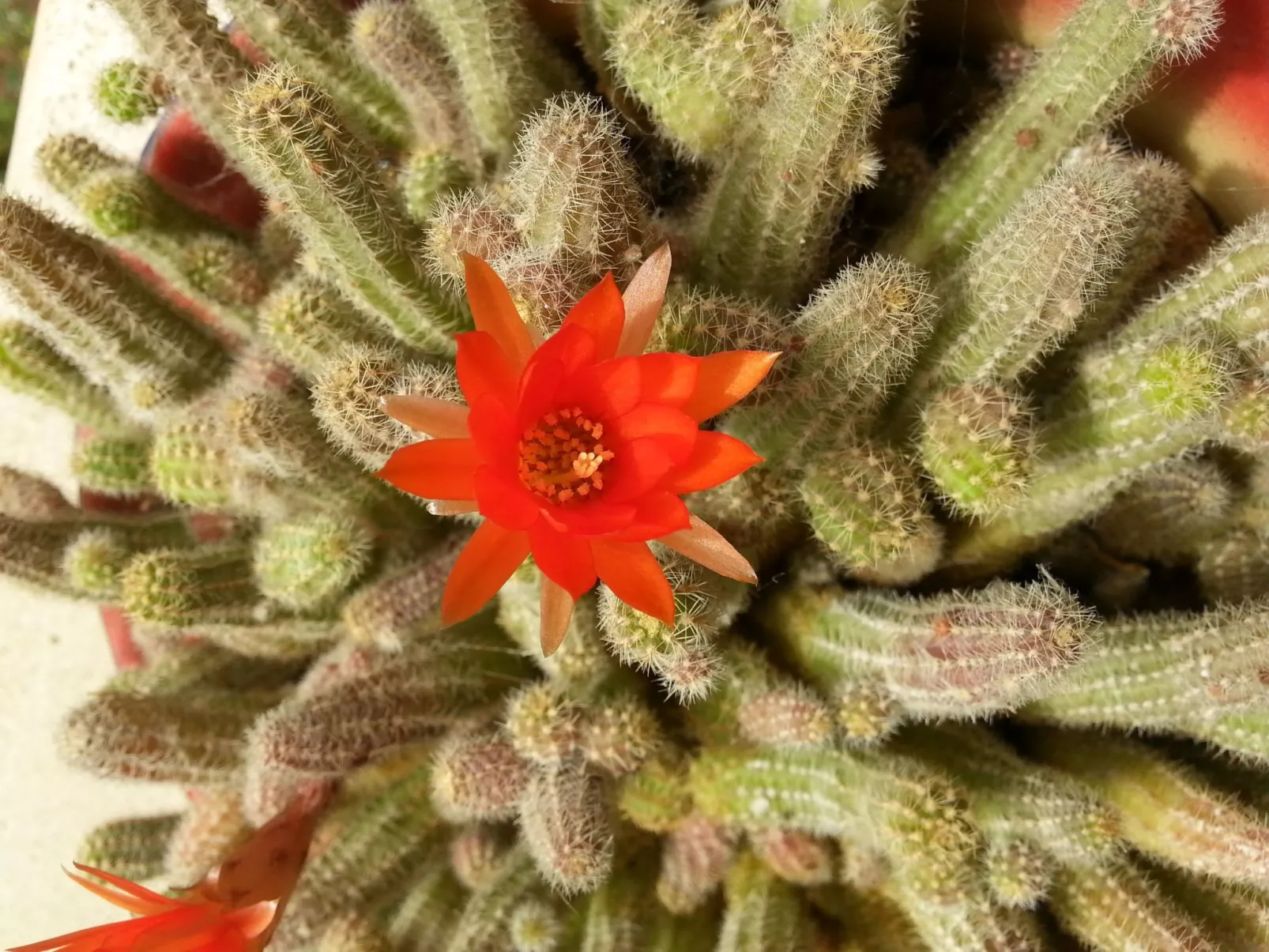 Kissonerga Apartment-Buiten