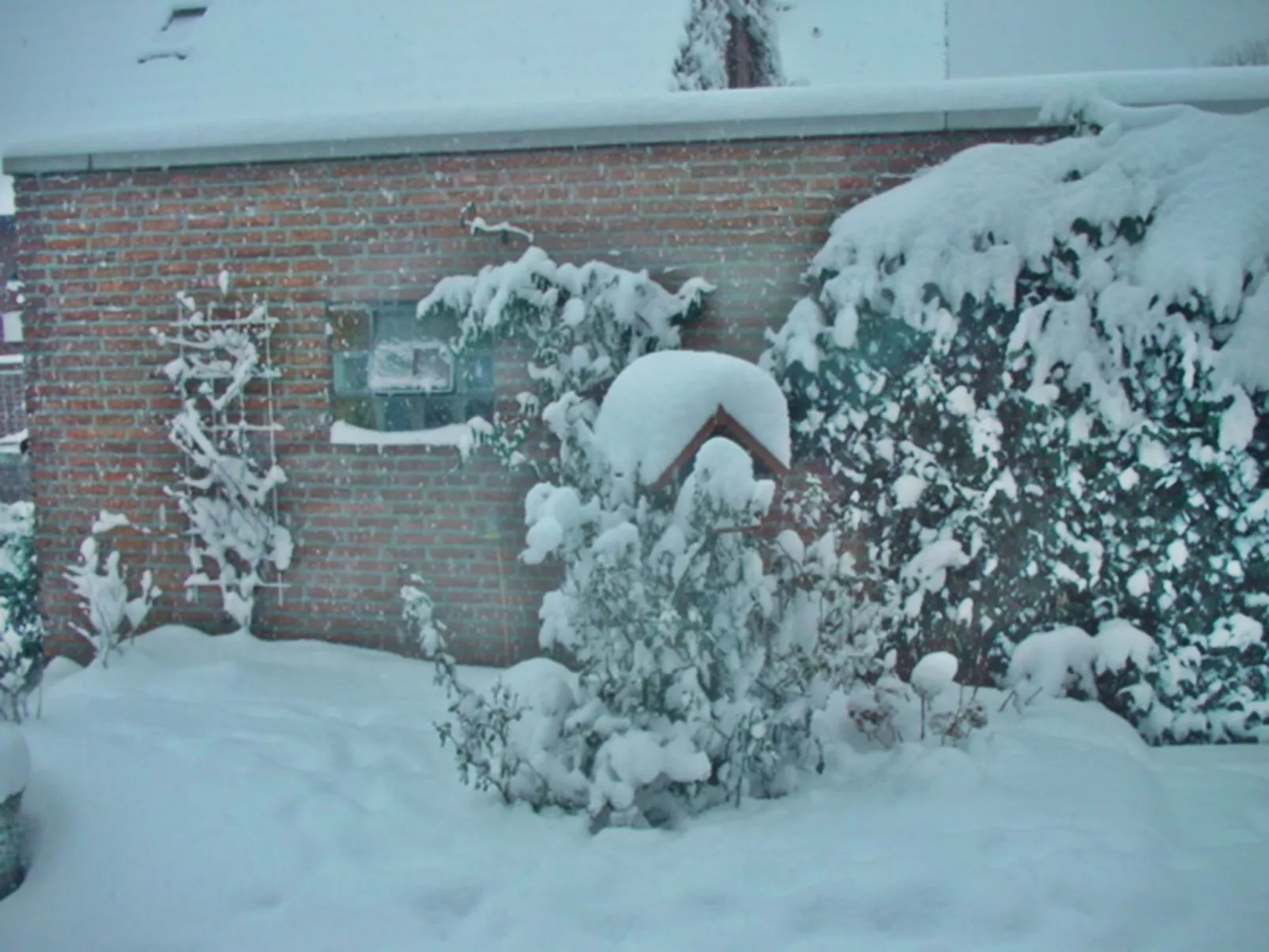 Zwergmöwe in Neue Tiefe