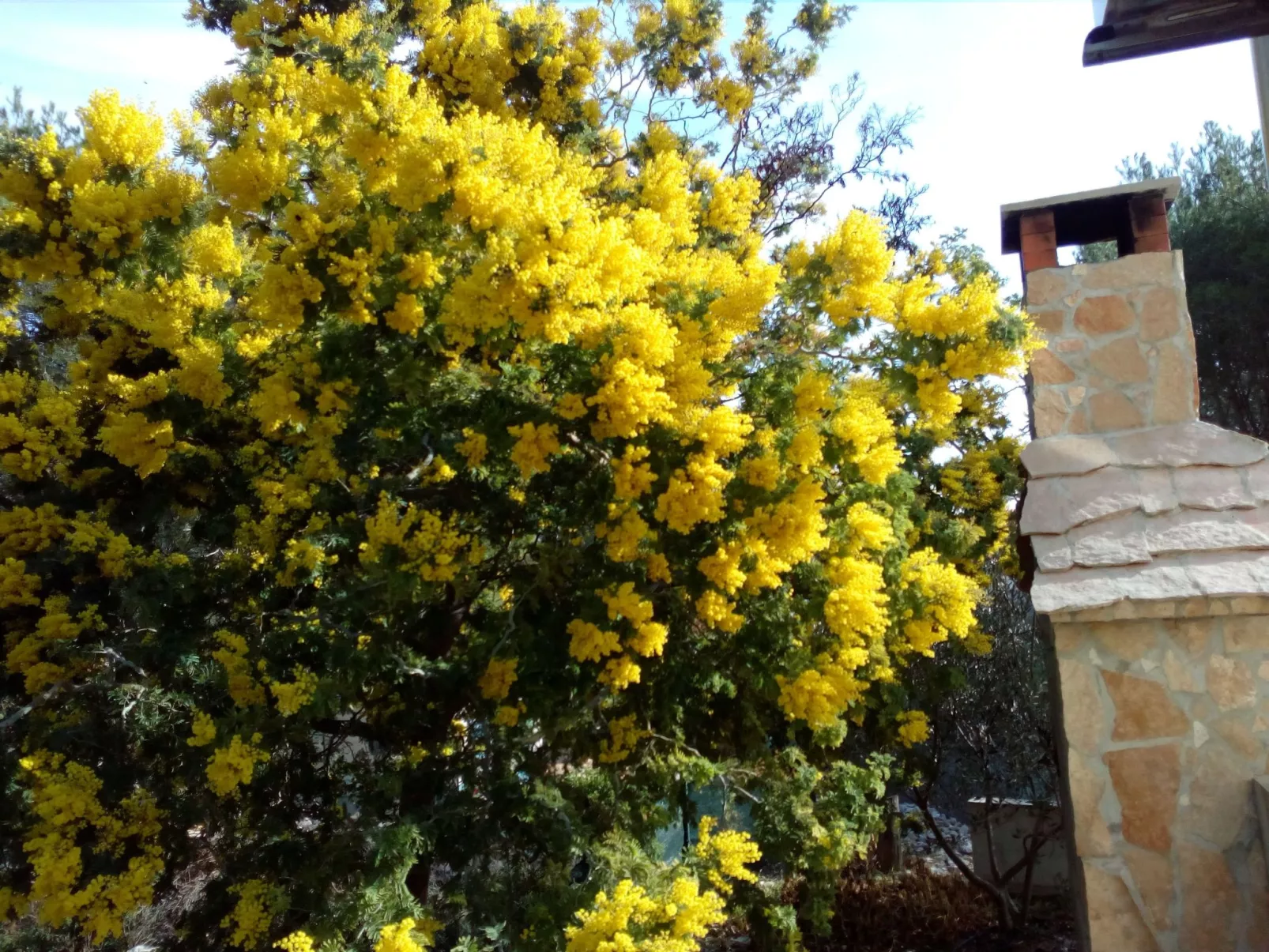 Für 4 Personen ca. 60 m&sup2; in Milna auf Brac, Adriaküste Kroatien (Kroatisch-Buiten