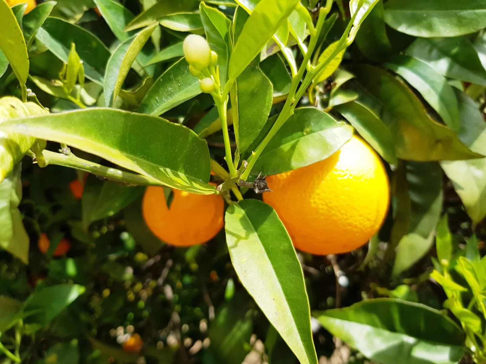 Villa Mar á Vista-Buiten