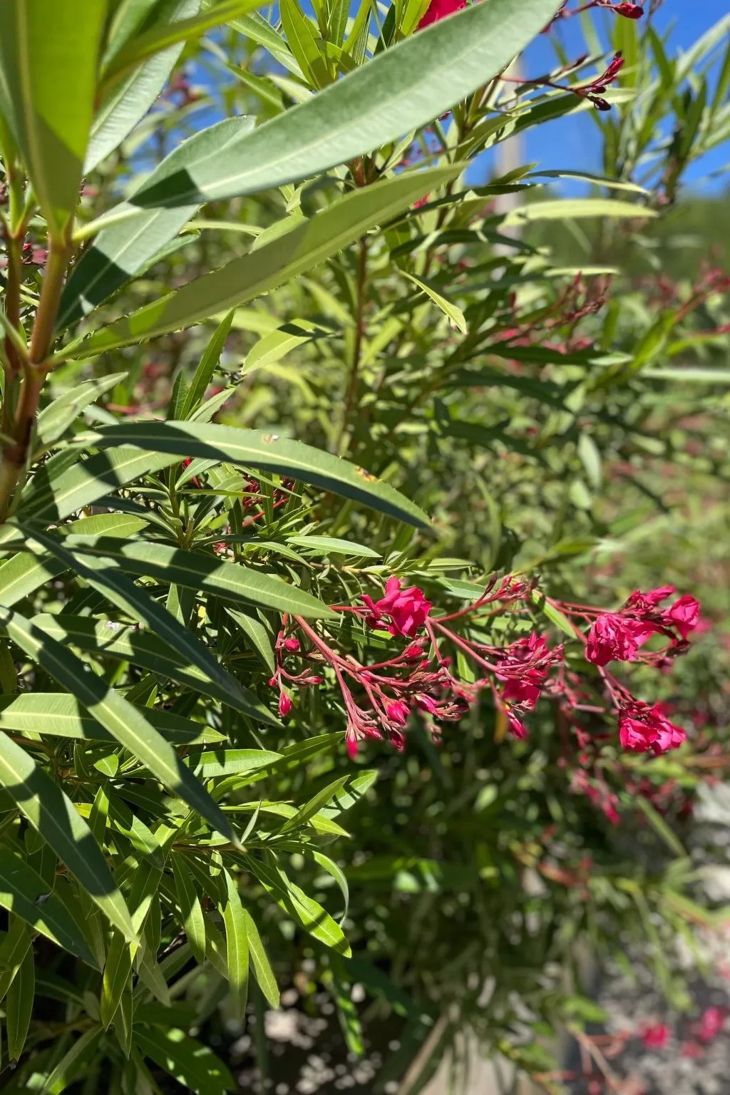 Villa St. Julian-Buiten