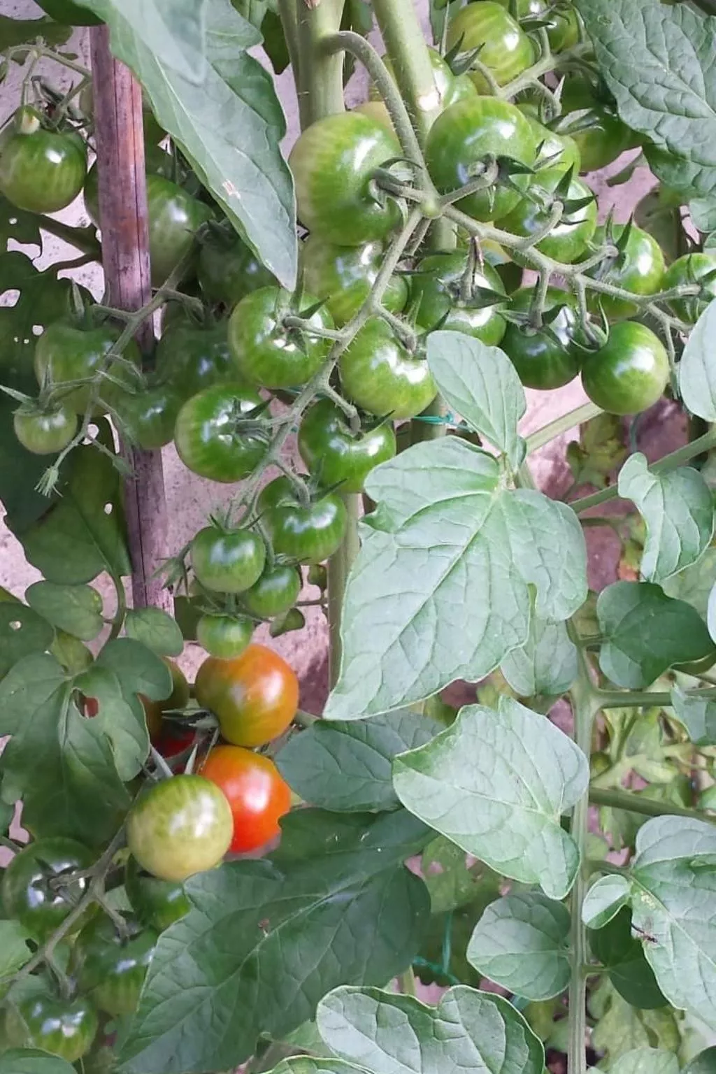 Haus San Cristoforo - Atelier