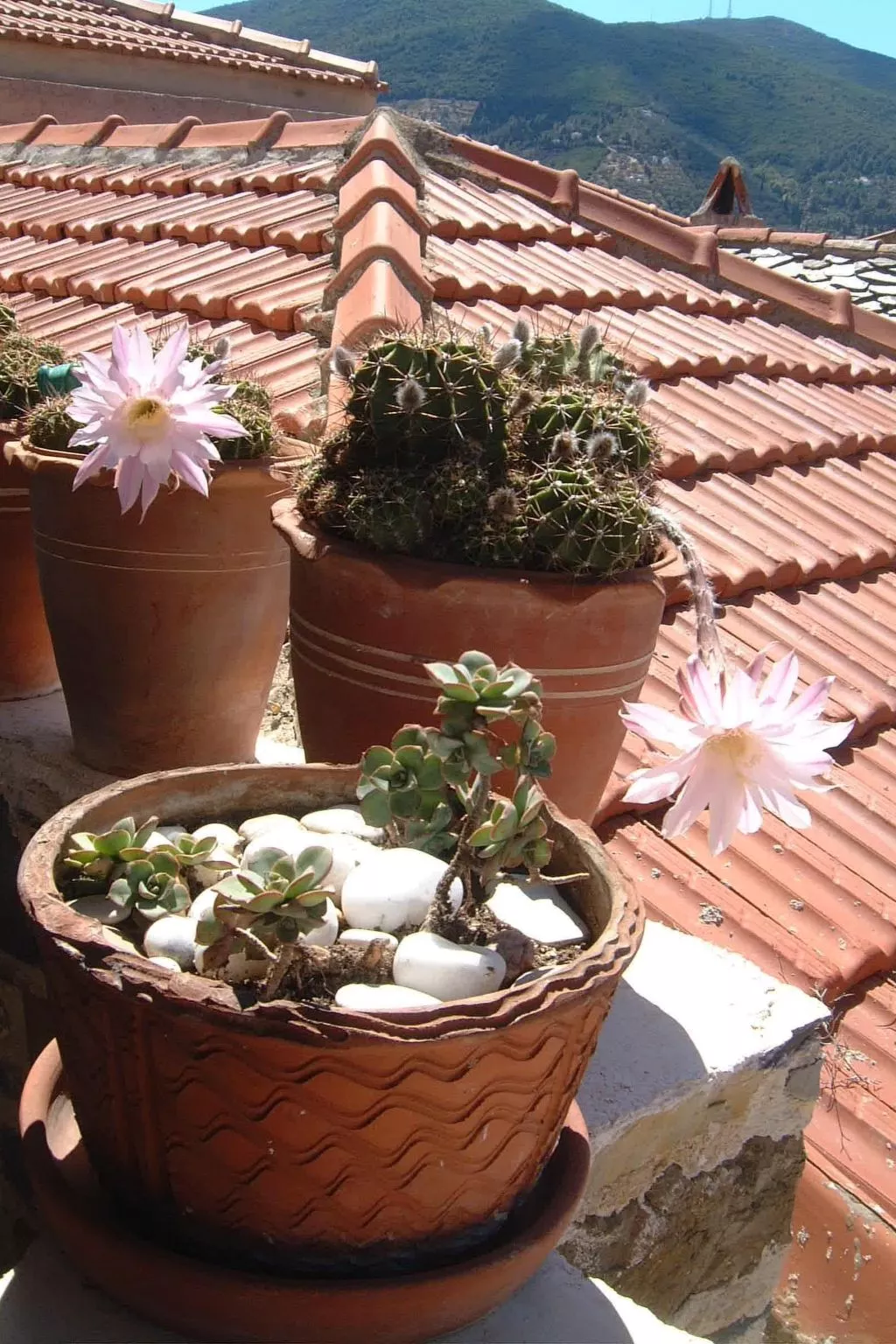 "Julia" mit Blick auf das Wasser-Image-tags.info