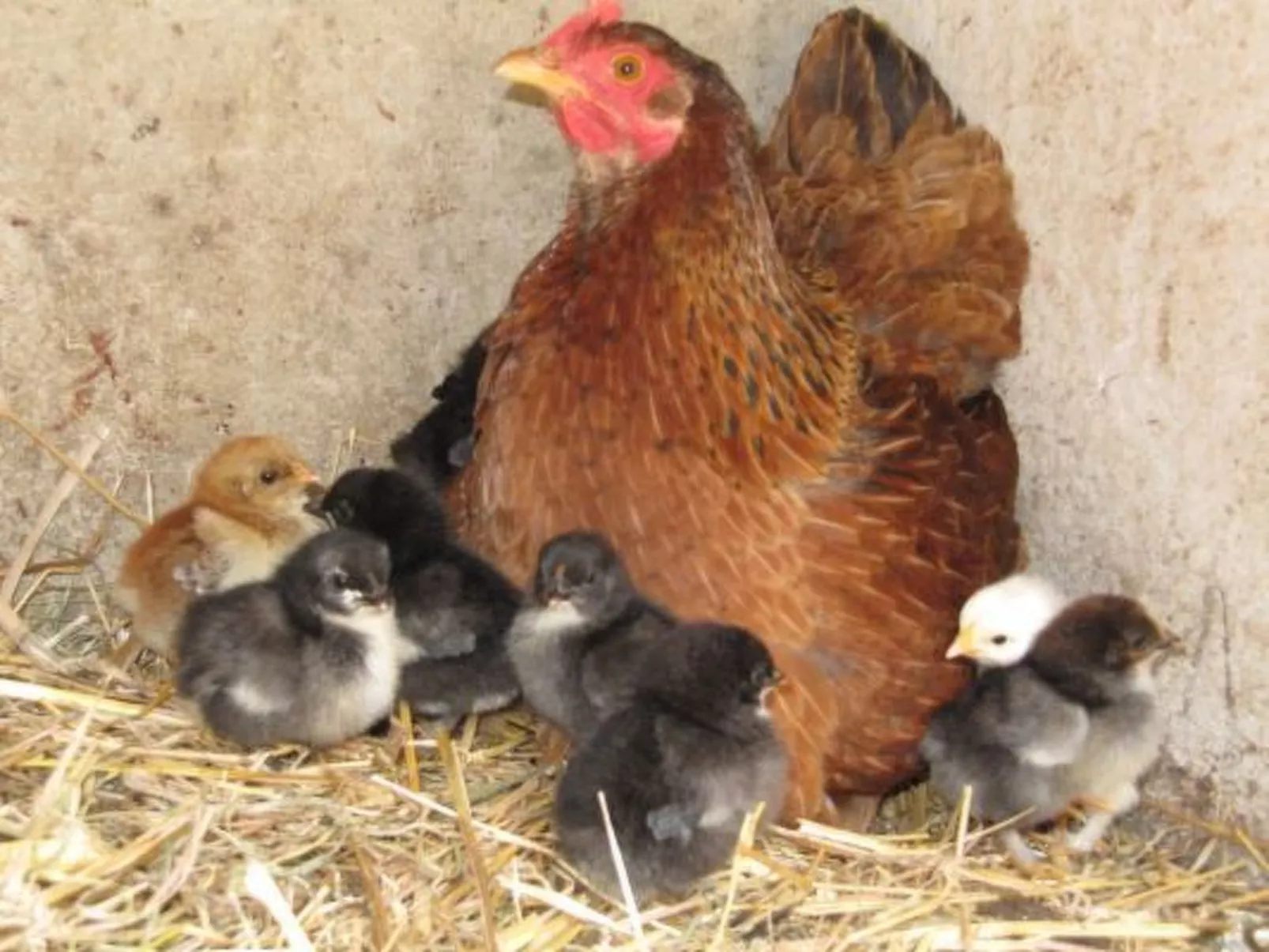 "L'Etable d'Emile" (Stall von Emile)