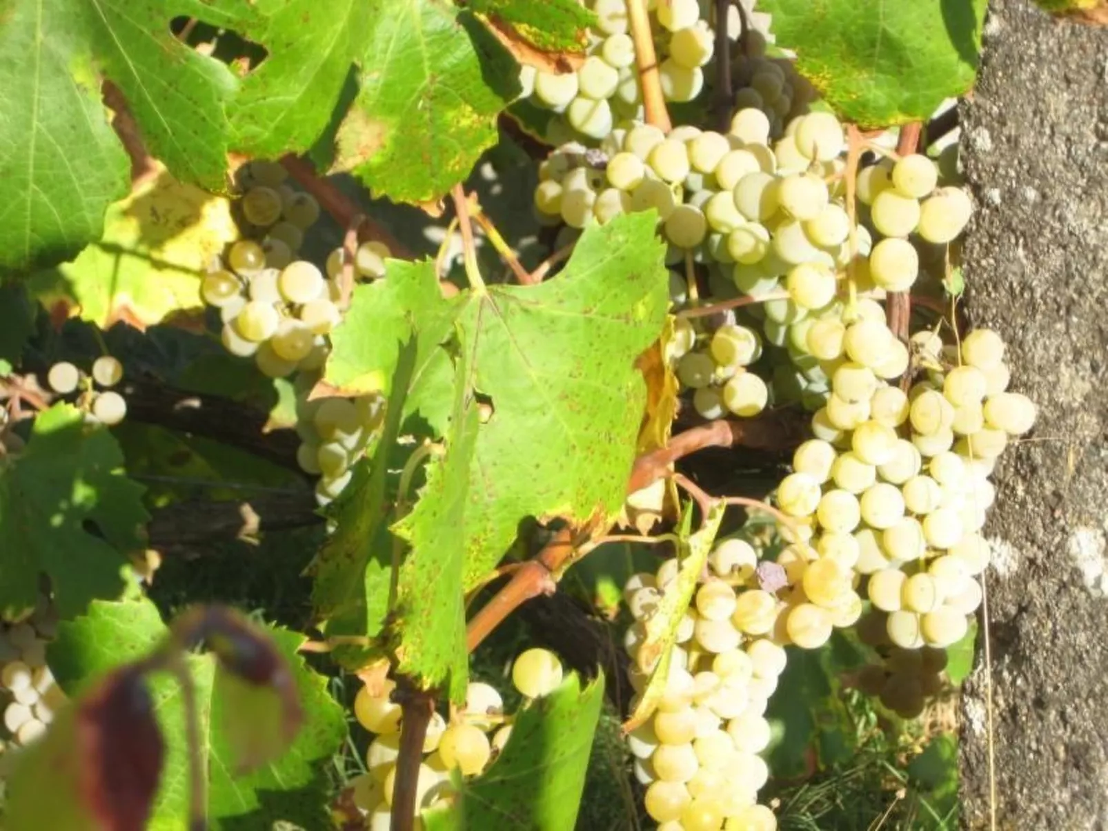 Ferien auf dem Bauernhof mit Weinberg