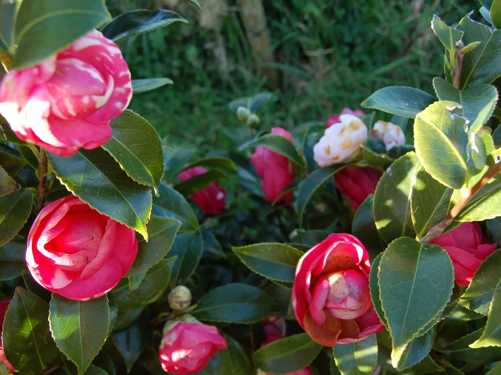 Casa da Fonte - Historisches Steinhaus auf den Azoren-Image-tags.info