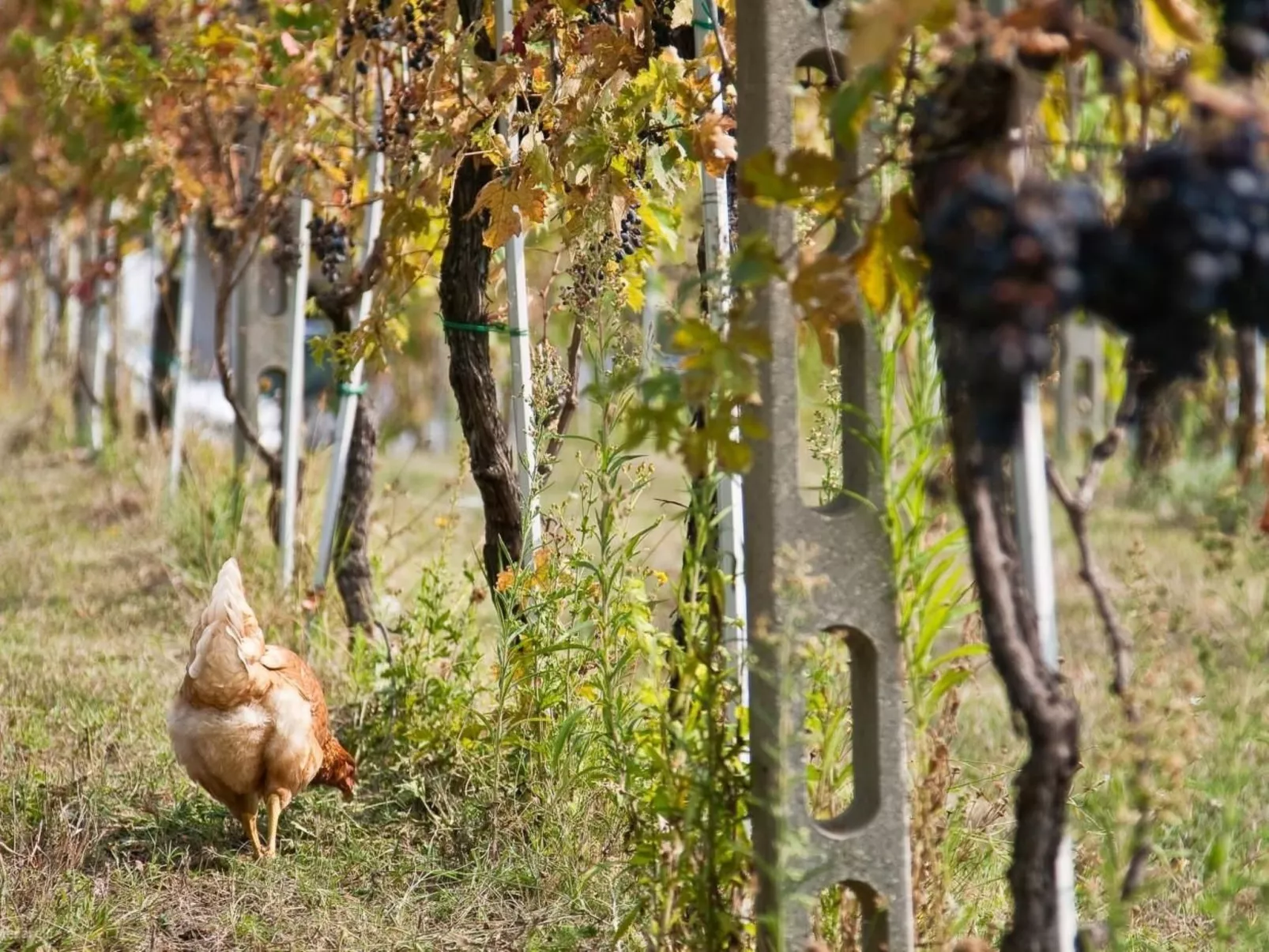 Grünes Appartement-Image-tags.info