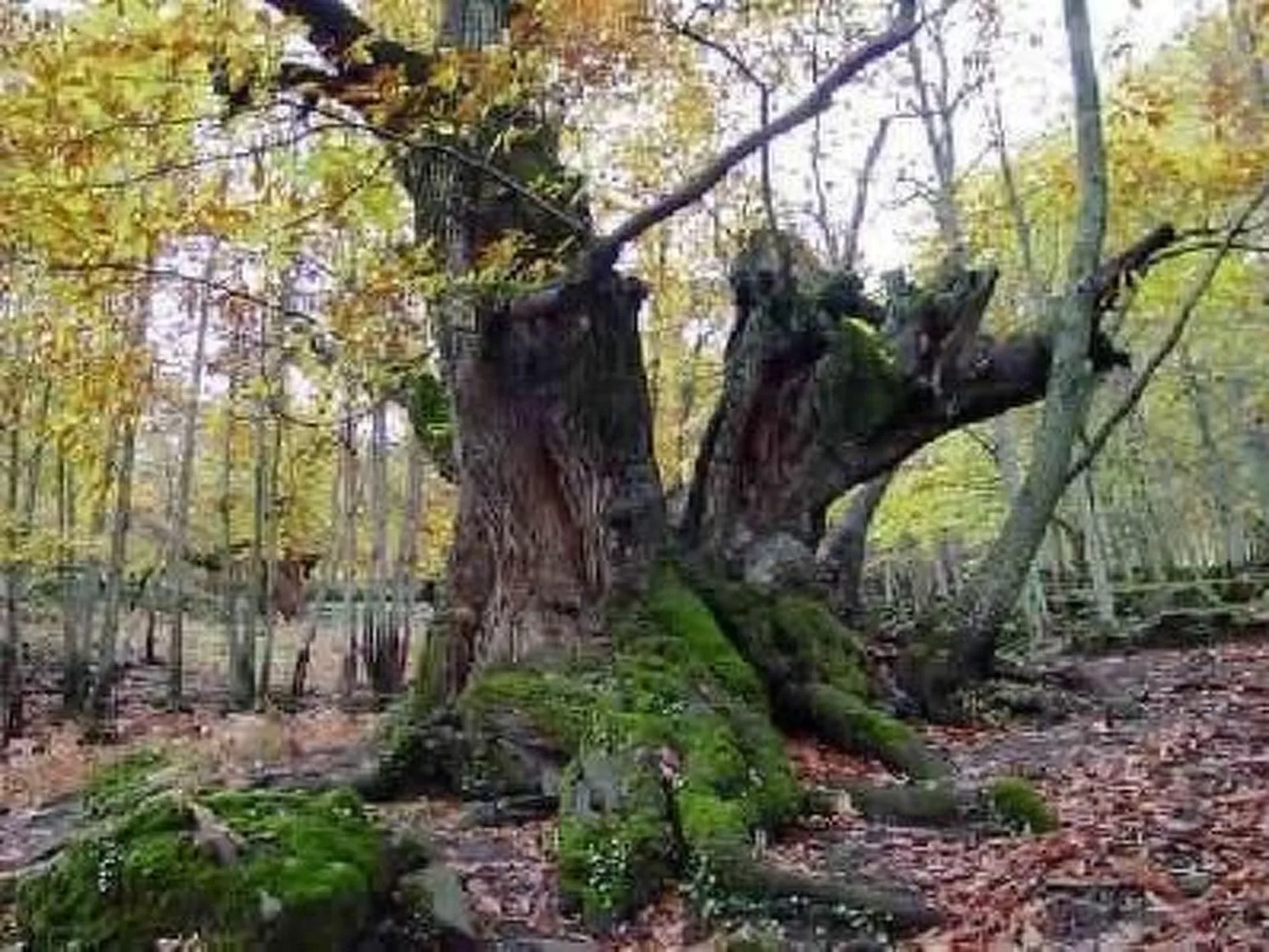 Rustikaler Urlaub in Casas Del Monte für 4 Personen-Buiten