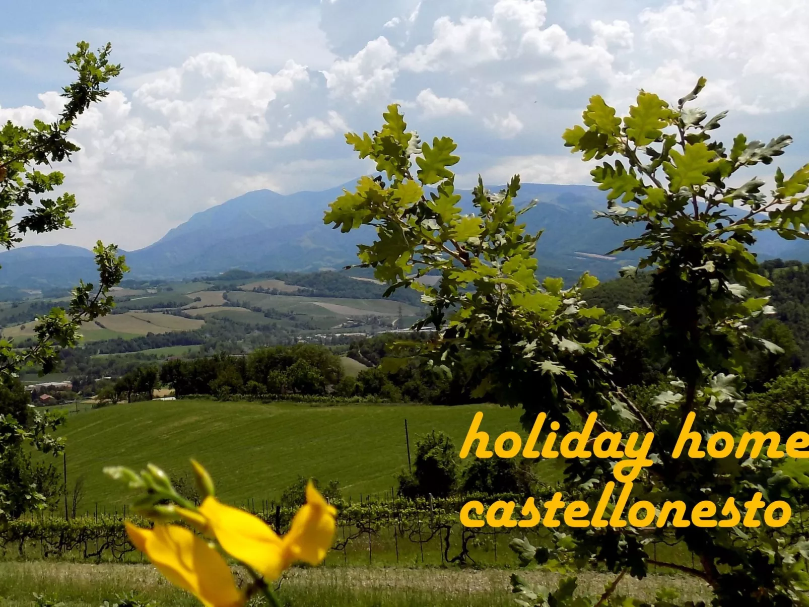 Flacher Flieder-Buiten