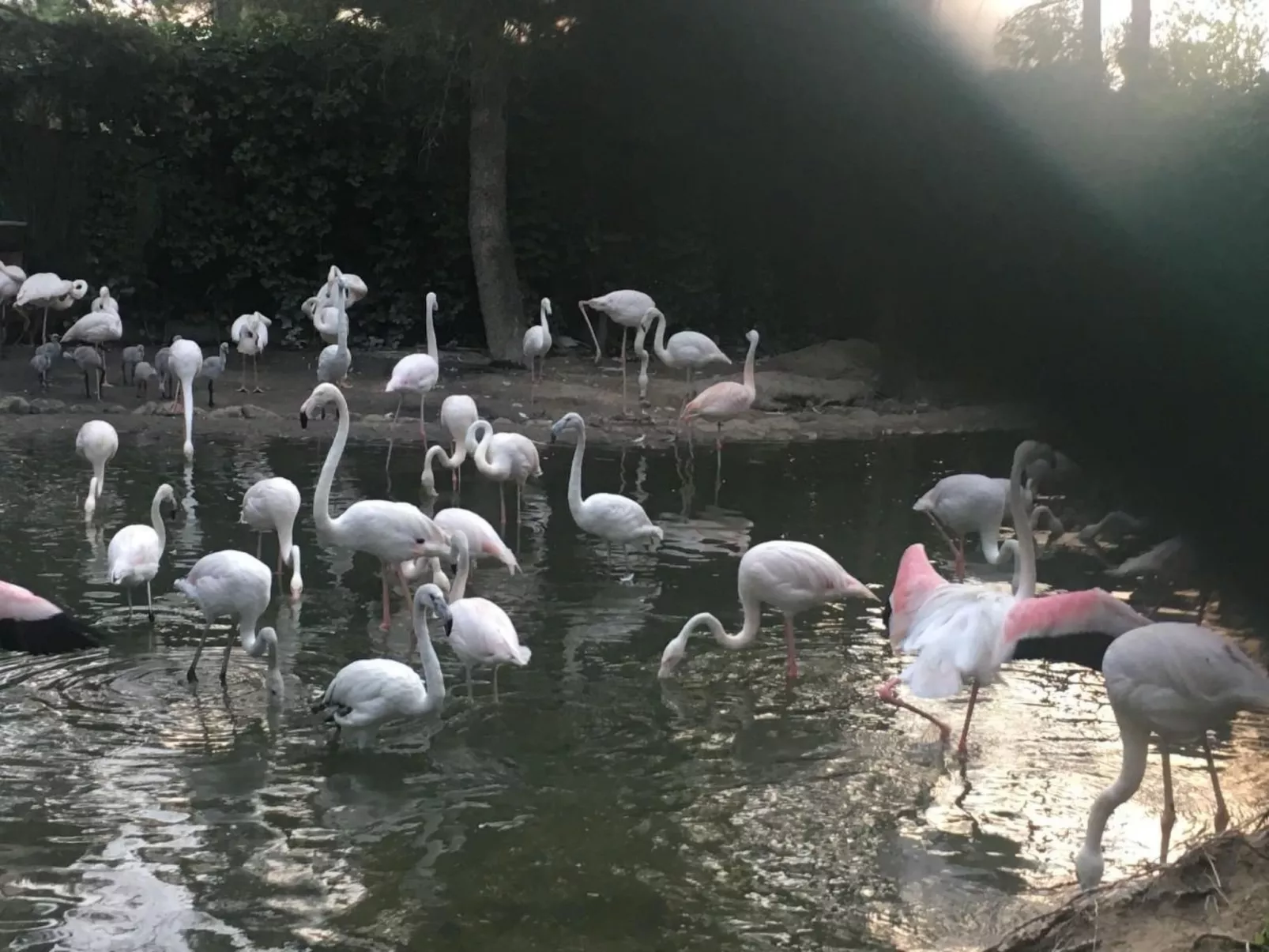 Michelangelo Suite Resort Dorado-Image-tags.info