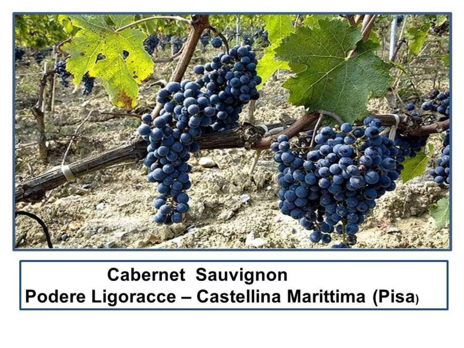 Wohnung Grecale in Castellina Marittima