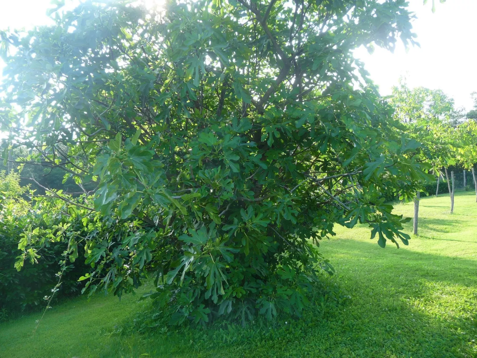 Lindenhaussiedlung mit Gemeinschaftspool