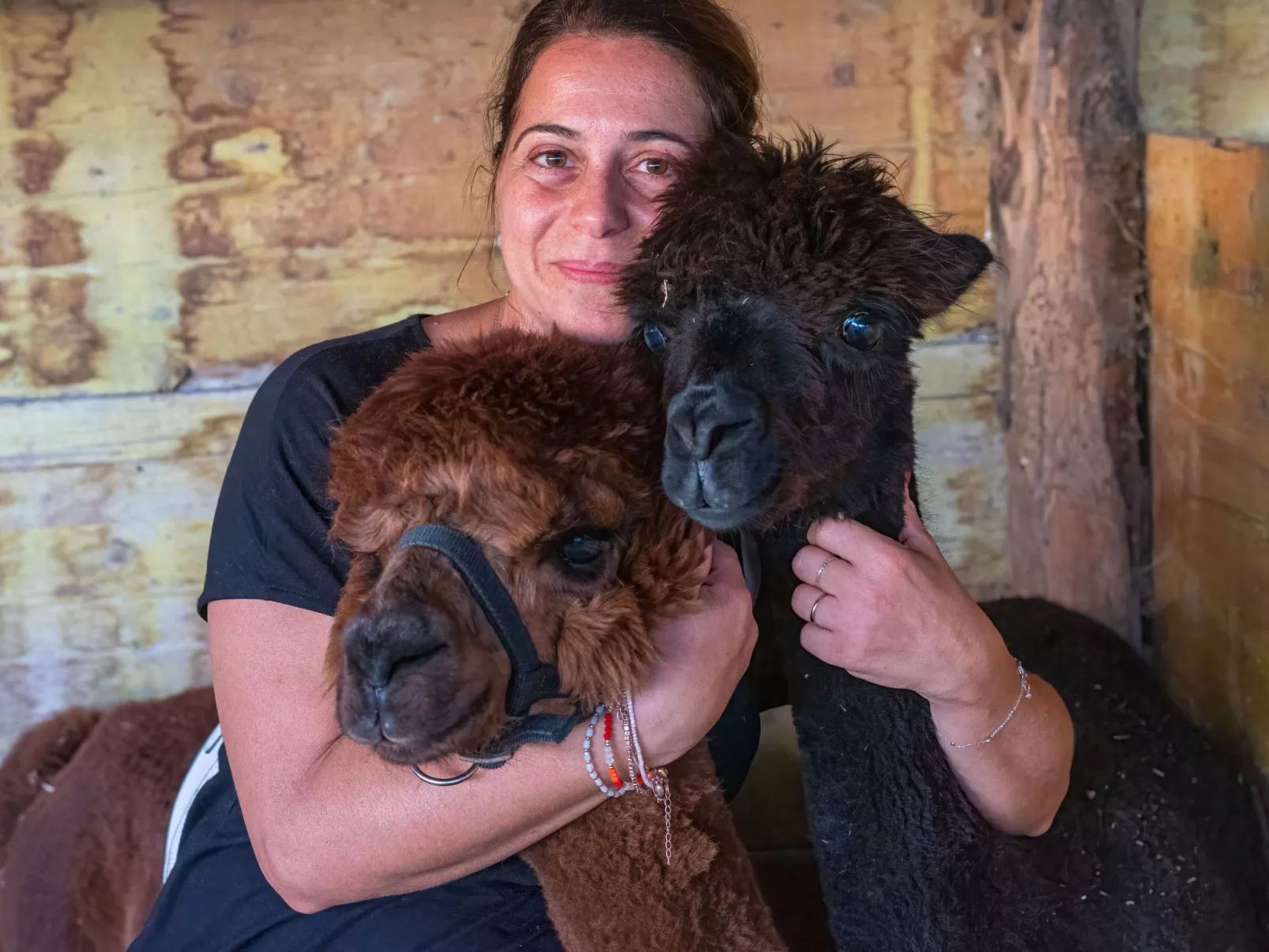 Rotreiher-Urlaub am Trasimeno-See