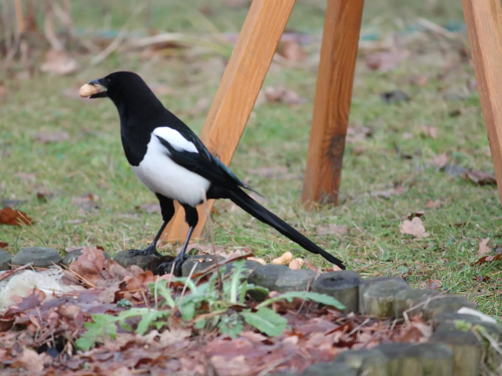 Bungalow Waldidyll-Image-tags.info