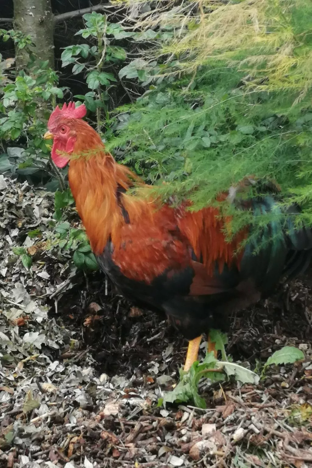 Landhaus Müritzliebe