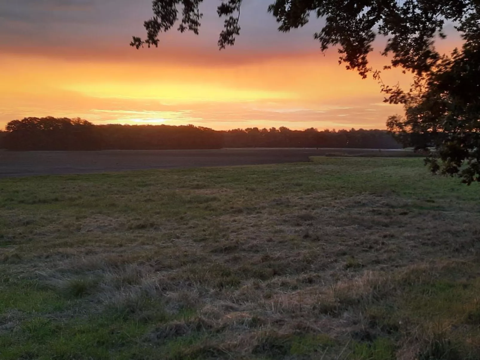 Haus Elbrose inmitten von Rosen mit Elbdeichzugang